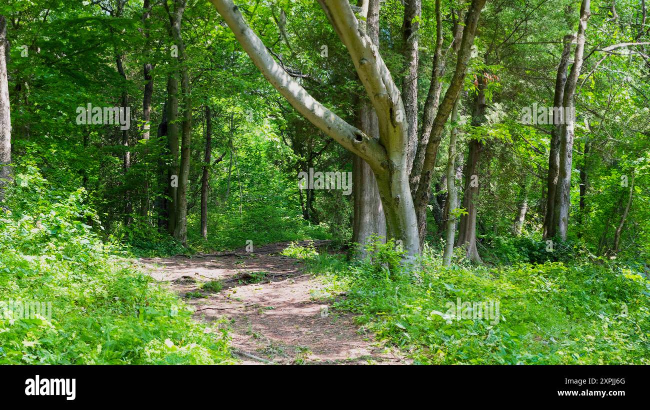 Un sentiero naturale che conduce attraverso il parco Foto Stock