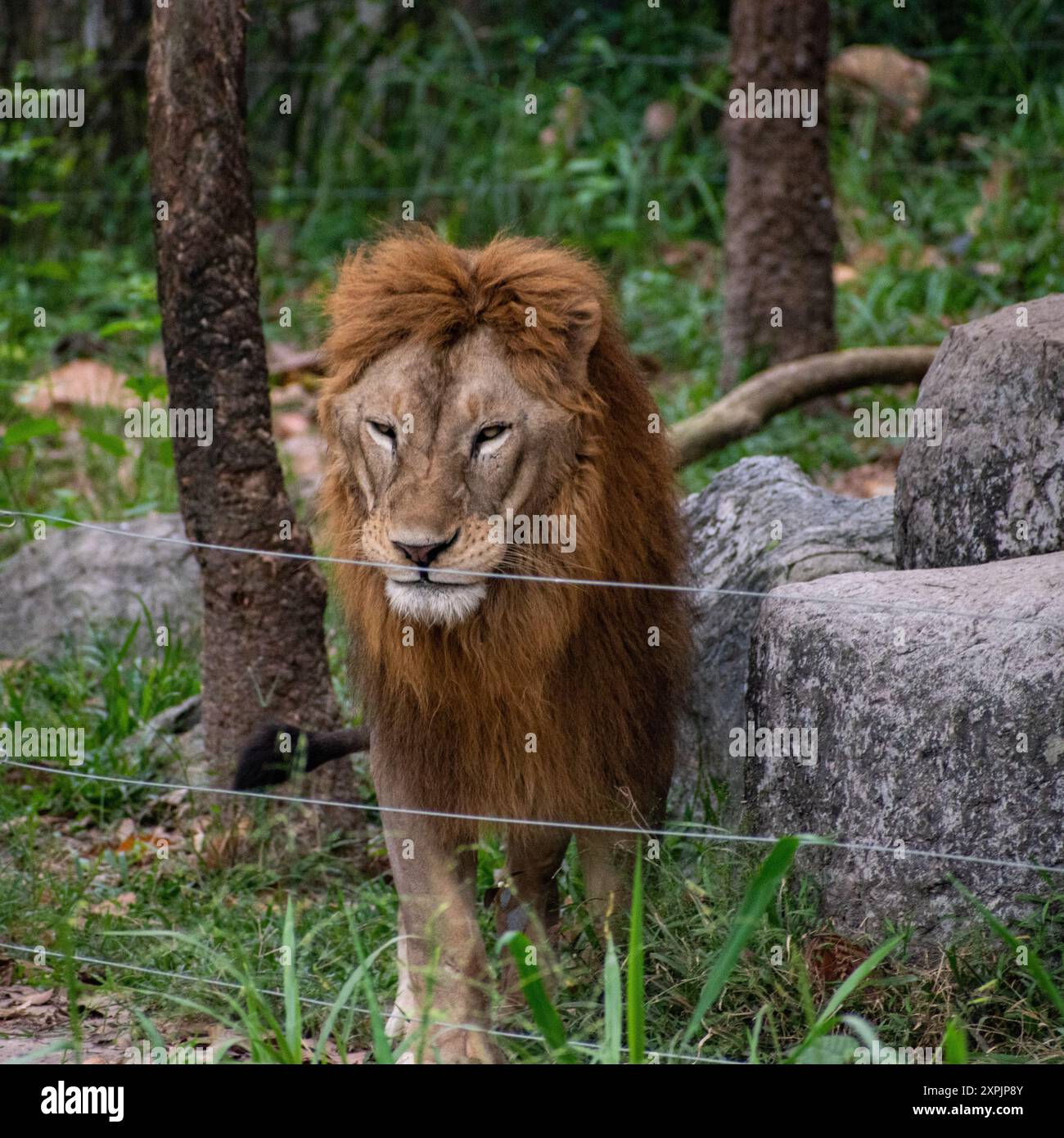 lion at Chiang mai Safari notturno, Thailandia Foto Stock