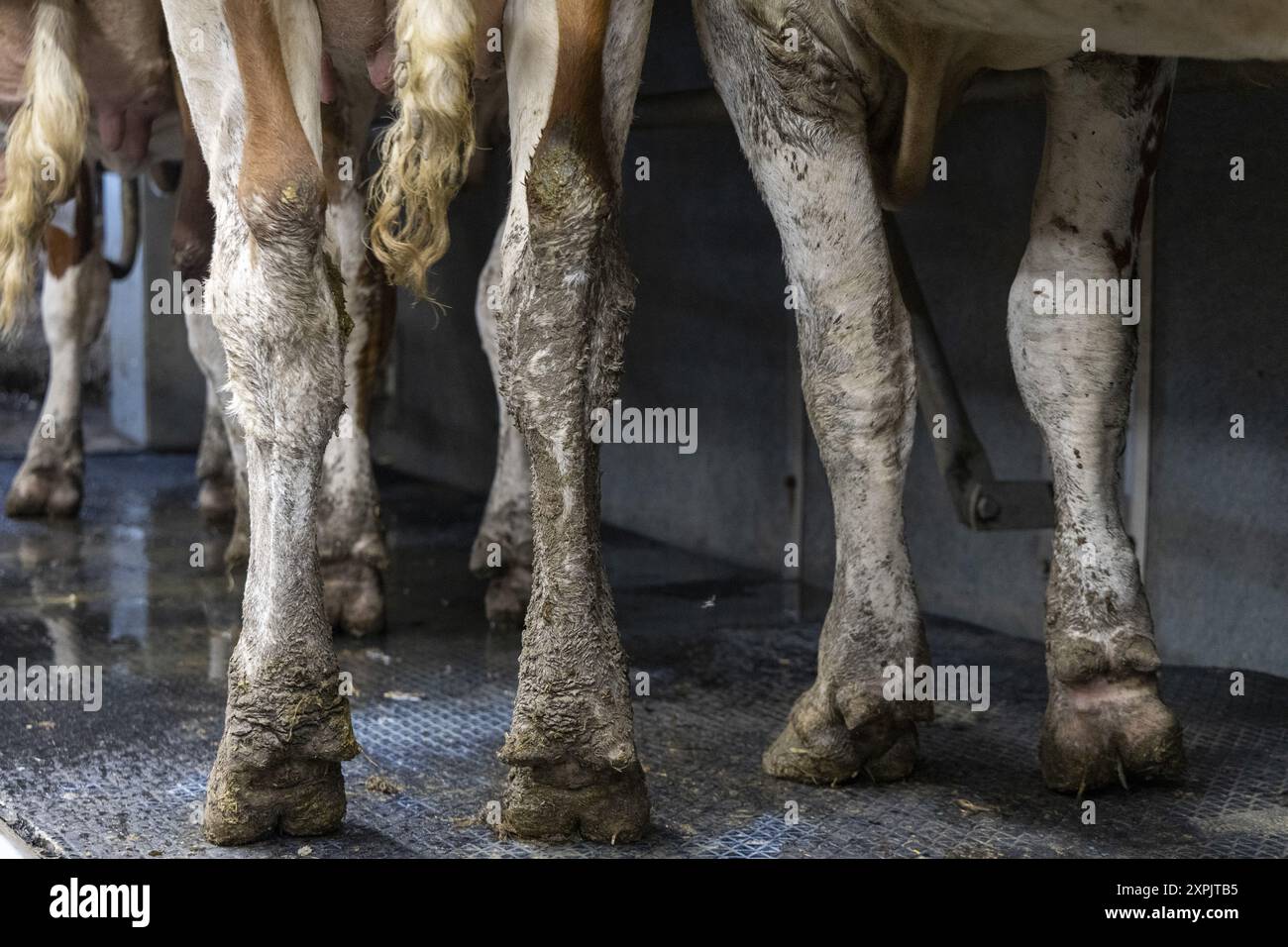 Oosterzele, Belgio. 6 agosto 2024. Gli zoccoli delle mucche sono visti durante una visita di un veterinario in una fattoria con alcune mucche toccate dal virus che causa la malattia della febbre catarrale degli ovini, a Scheldewindeke, Oosterzele, martedì 06 agosto 2024. La febbre catarrale degli ovini è una malattia virale non contagiosa che colpisce i ruminanti (principalmente bovini e ovini, ma anche capre, camelidi e ruminanti selvatici). È trasmesso da diptera del genere Culicoides. BELGA FOTO NICOLAS MAETERLINCK credito: Belga News Agency/Alamy Live News Foto Stock