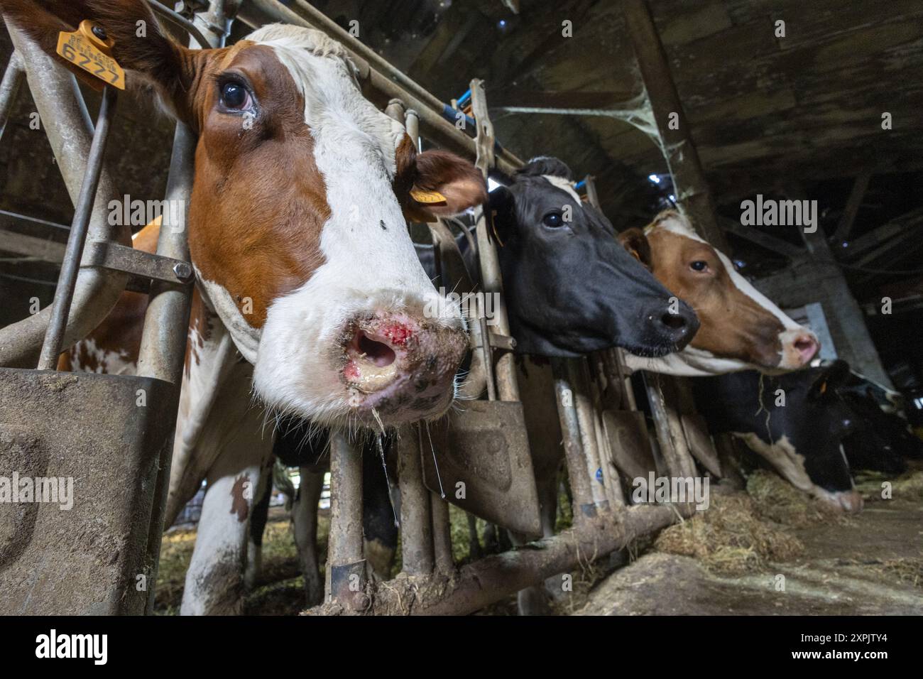 Oosterzele, Belgio. 6 agosto 2024. Le mucche si vedono durante: Una visita di un veterinario in una fattoria con alcune mucche toccate dal virus che causa la malattia della febbre catarrale degli ovini, a Scheldewindeke, Oosterzele, martedì 06 agosto 2024. La febbre catarrale degli ovini è una malattia virale non contagiosa che colpisce i ruminanti (principalmente bovini e ovini, ma anche capre, camelidi e ruminanti selvatici). È trasmesso da diptera del genere Culicoides. BELGA FOTO NICOLAS MAETERLINCK credito: Belga News Agency/Alamy Live News Foto Stock