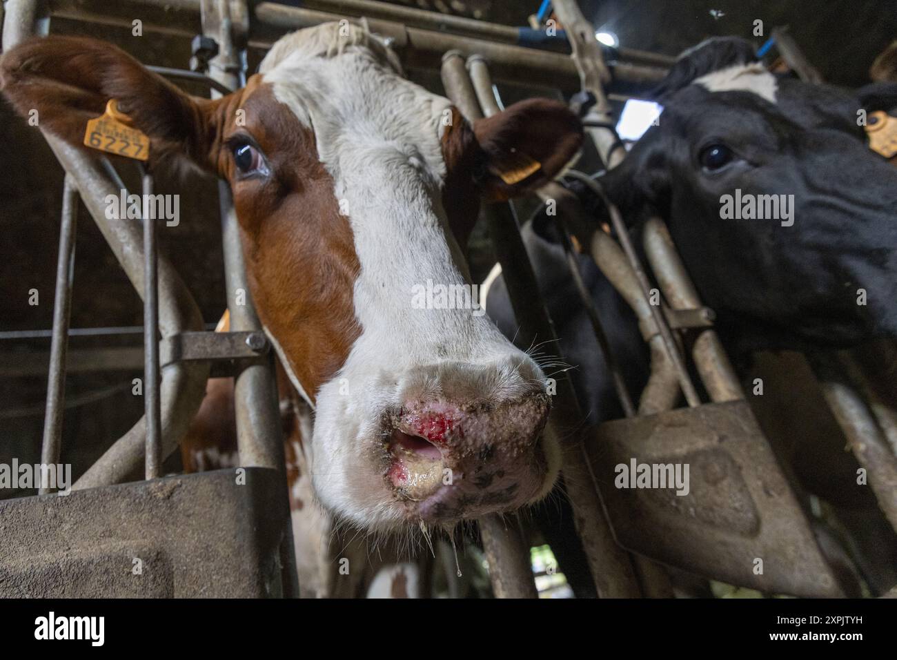 Oosterzele, Belgio. 6 agosto 2024. Le mucche si vedono durante: Una visita di un veterinario in una fattoria con alcune mucche toccate dal virus che causa la malattia della febbre catarrale degli ovini, a Scheldewindeke, Oosterzele, martedì 06 agosto 2024. La febbre catarrale degli ovini è una malattia virale non contagiosa che colpisce i ruminanti (principalmente bovini e ovini, ma anche capre, camelidi e ruminanti selvatici). È trasmesso da diptera del genere Culicoides. BELGA FOTO NICOLAS MAETERLINCK credito: Belga News Agency/Alamy Live News Foto Stock