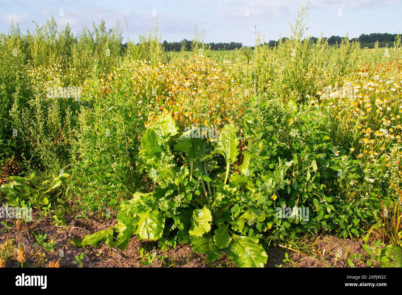 Erbacce in un campo di barbabietole da zucchero, principalmente Mayweed e White goosefoot Foto Stock