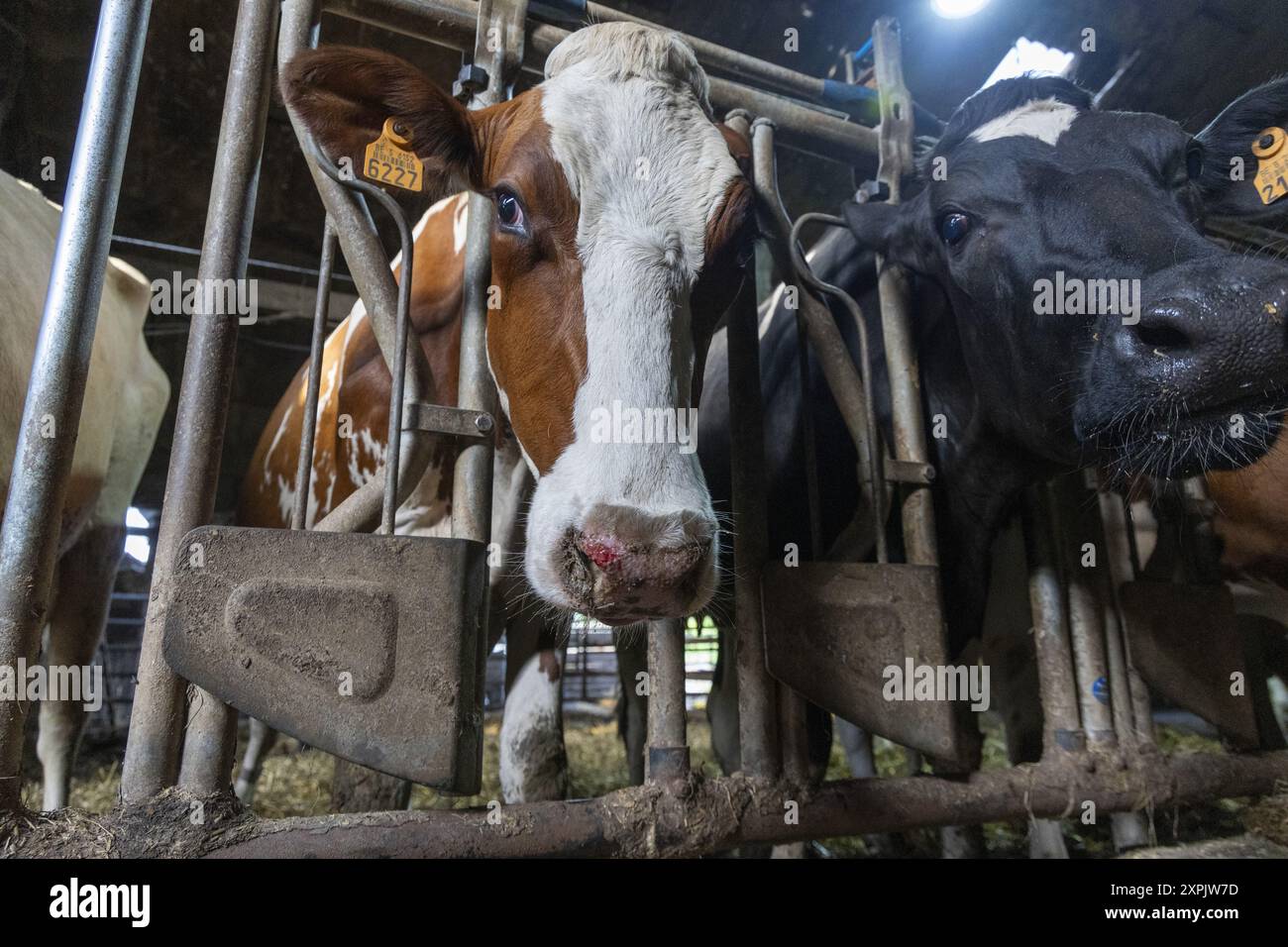 Oosterzele, Belgio. 6 agosto 2024. Le mucche si vedono durante: Una visita di un veterinario in una fattoria con alcune mucche toccate dal virus che causa la malattia della febbre catarrale degli ovini, a Scheldewindeke, Oosterzele, martedì 06 agosto 2024. La febbre catarrale degli ovini è una malattia virale non contagiosa che colpisce i ruminanti (principalmente bovini e ovini, ma anche capre, camelidi e ruminanti selvatici). È trasmesso da diptera del genere Culicoides. BELGA FOTO NICOLAS MAETERLINCK credito: Belga News Agency/Alamy Live News Foto Stock