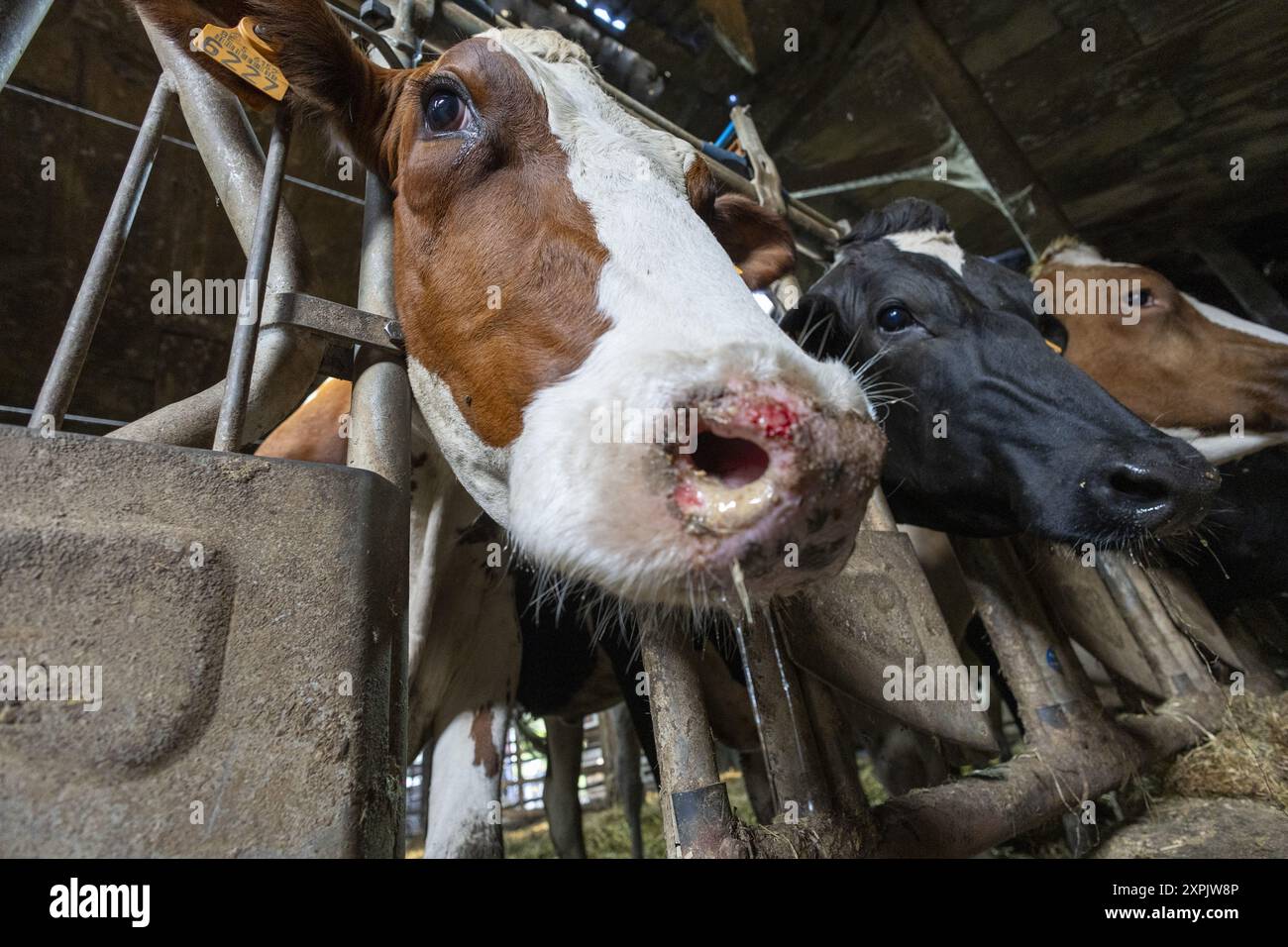 Oosterzele, Belgio. 6 agosto 2024. Le mucche si vedono durante: Una visita di un veterinario in una fattoria con alcune mucche toccate dal virus che causa la malattia della febbre catarrale degli ovini, a Scheldewindeke, Oosterzele, martedì 06 agosto 2024. La febbre catarrale degli ovini è una malattia virale non contagiosa che colpisce i ruminanti (principalmente bovini e ovini, ma anche capre, camelidi e ruminanti selvatici). È trasmesso da diptera del genere Culicoides. BELGA FOTO NICOLAS MAETERLINCK credito: Belga News Agency/Alamy Live News Foto Stock
