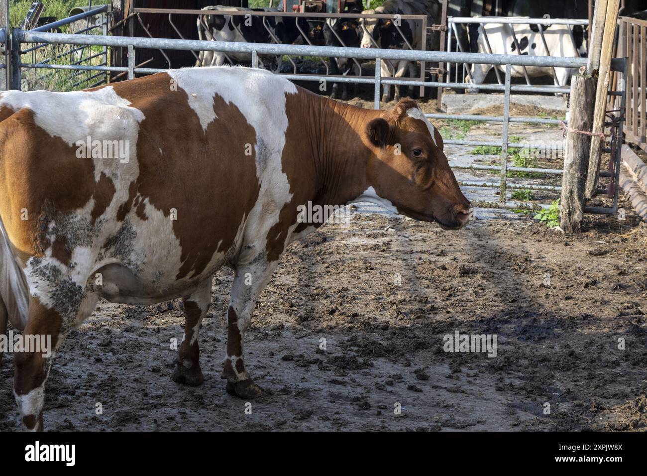 Oosterzele, Belgio. 6 agosto 2024. Una mucca viene vista durante una visita di un veterinario in una fattoria con alcune mucche toccate dal virus che causa la malattia della febbre catarrale degli ovini, a Scheldewindeke, Oosterzele, martedì 06 agosto 2024. La febbre catarrale degli ovini è una malattia virale non contagiosa che colpisce i ruminanti (principalmente bovini e ovini, ma anche capre, camelidi e ruminanti selvatici). È trasmesso da diptera del genere Culicoides. BELGA FOTO NICOLAS MAETERLINCK credito: Belga News Agency/Alamy Live News Foto Stock