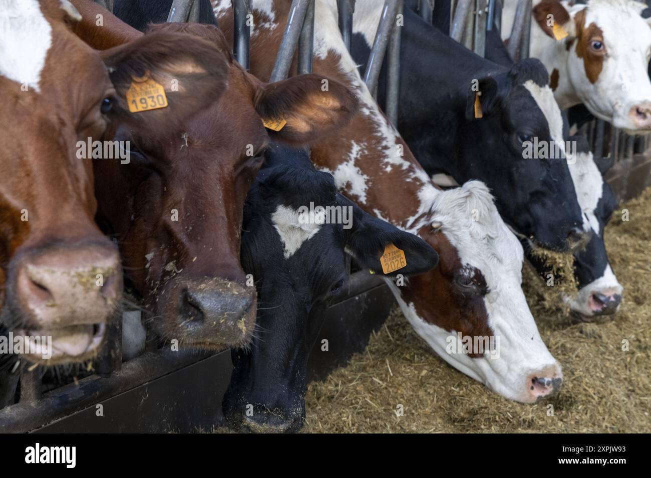 Oosterzele, Belgio. 6 agosto 2024. Le mucche si vedono durante: Una visita di un veterinario in una fattoria con alcune mucche toccate dal virus che causa la malattia della febbre catarrale degli ovini, a Scheldewindeke, Oosterzele, martedì 06 agosto 2024. La febbre catarrale degli ovini è una malattia virale non contagiosa che colpisce i ruminanti (principalmente bovini e ovini, ma anche capre, camelidi e ruminanti selvatici). È trasmesso da diptera del genere Culicoides. BELGA FOTO NICOLAS MAETERLINCK credito: Belga News Agency/Alamy Live News Foto Stock