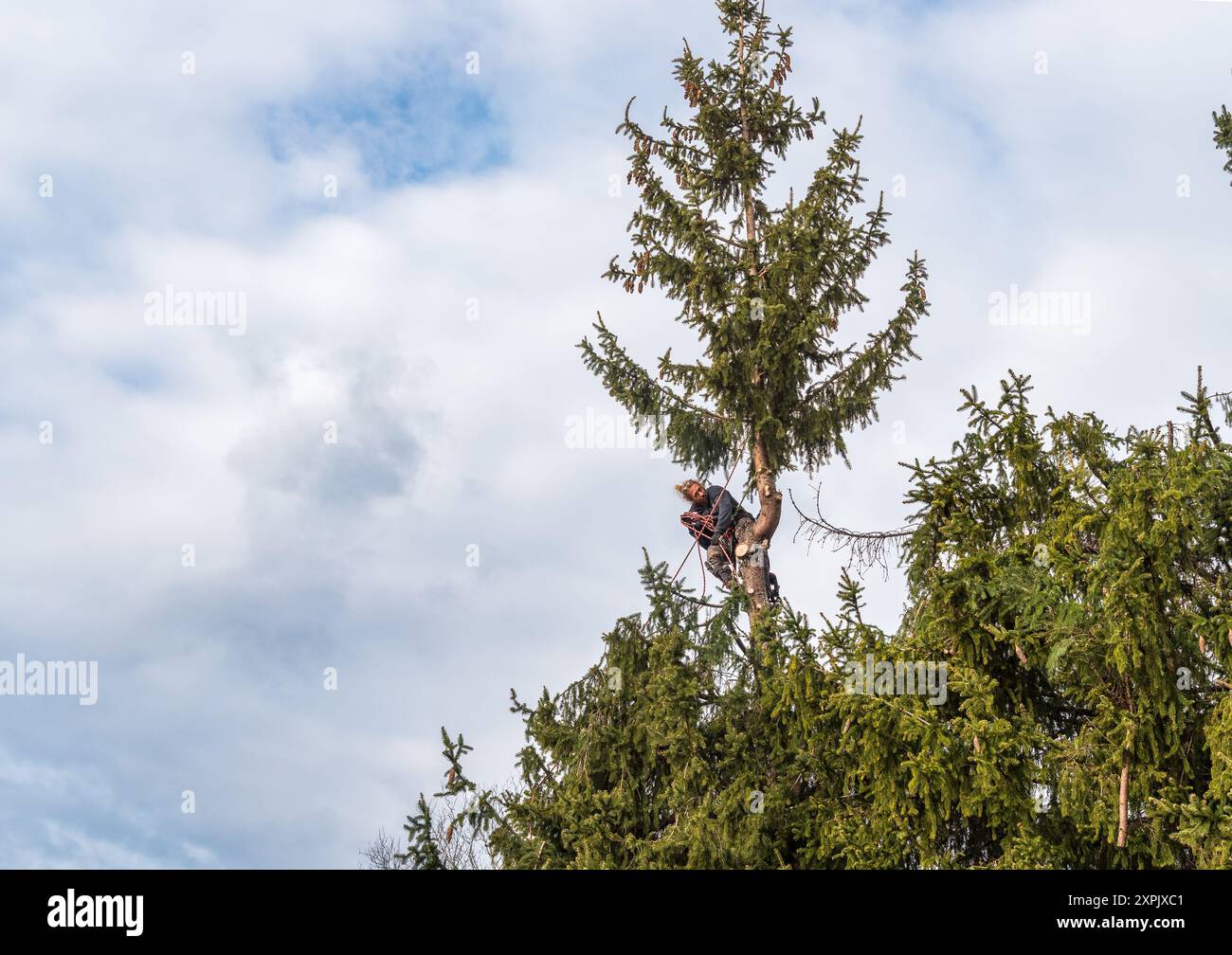 Il giardiniere sta tagliando alti pini in giardino in inverno. Foto Stock