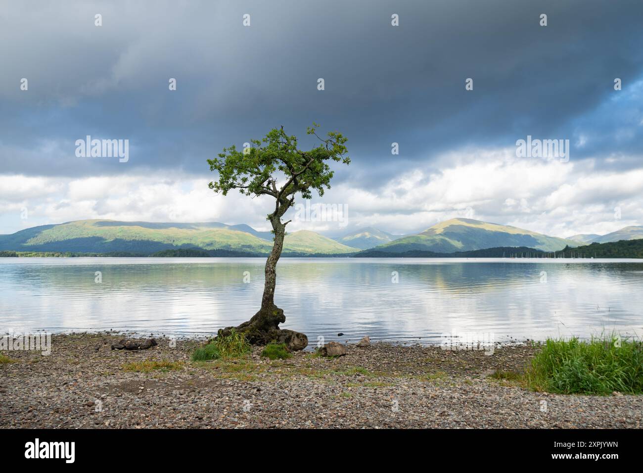 Loch Lomond - Milarrochy Bay in estate - Scozia, Regno Unito Foto Stock
