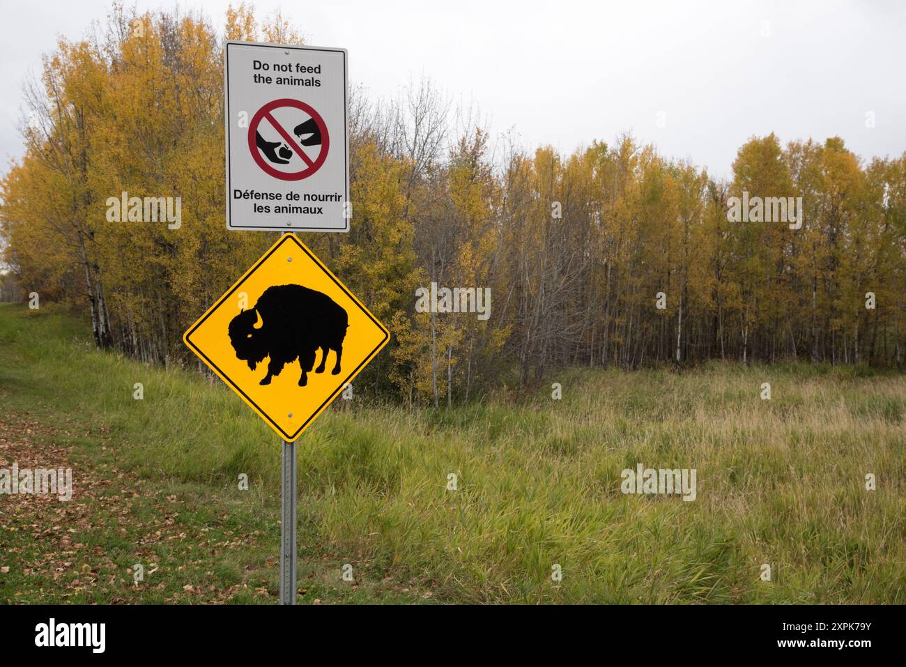 Segnali stradali che segnalano che i bisonti delle pianure camminano intorno al parco nazionale di Elk Island in Alberta, in Canada. Foto Stock
