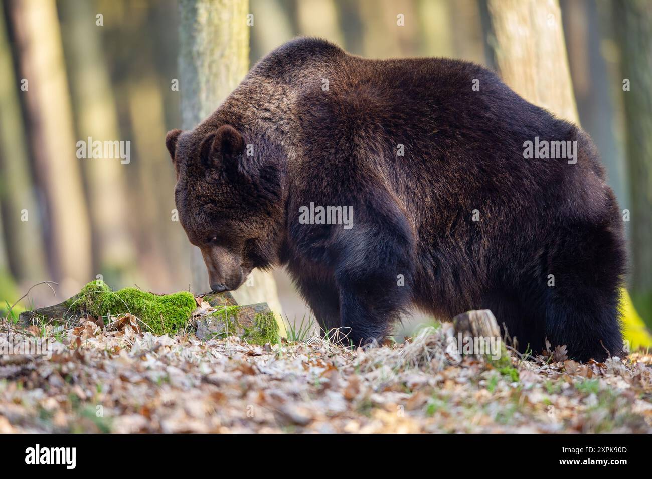 Orso bruno nella foresta per il cibo nell'habitat naturale Foto Stock