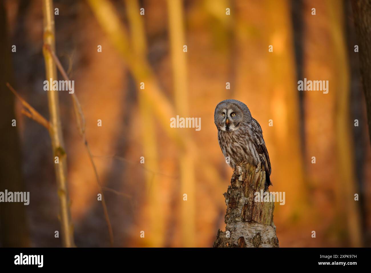Il grande gufo Grigio arroccato su Tree Stump nella foresta al tramonto Foto Stock