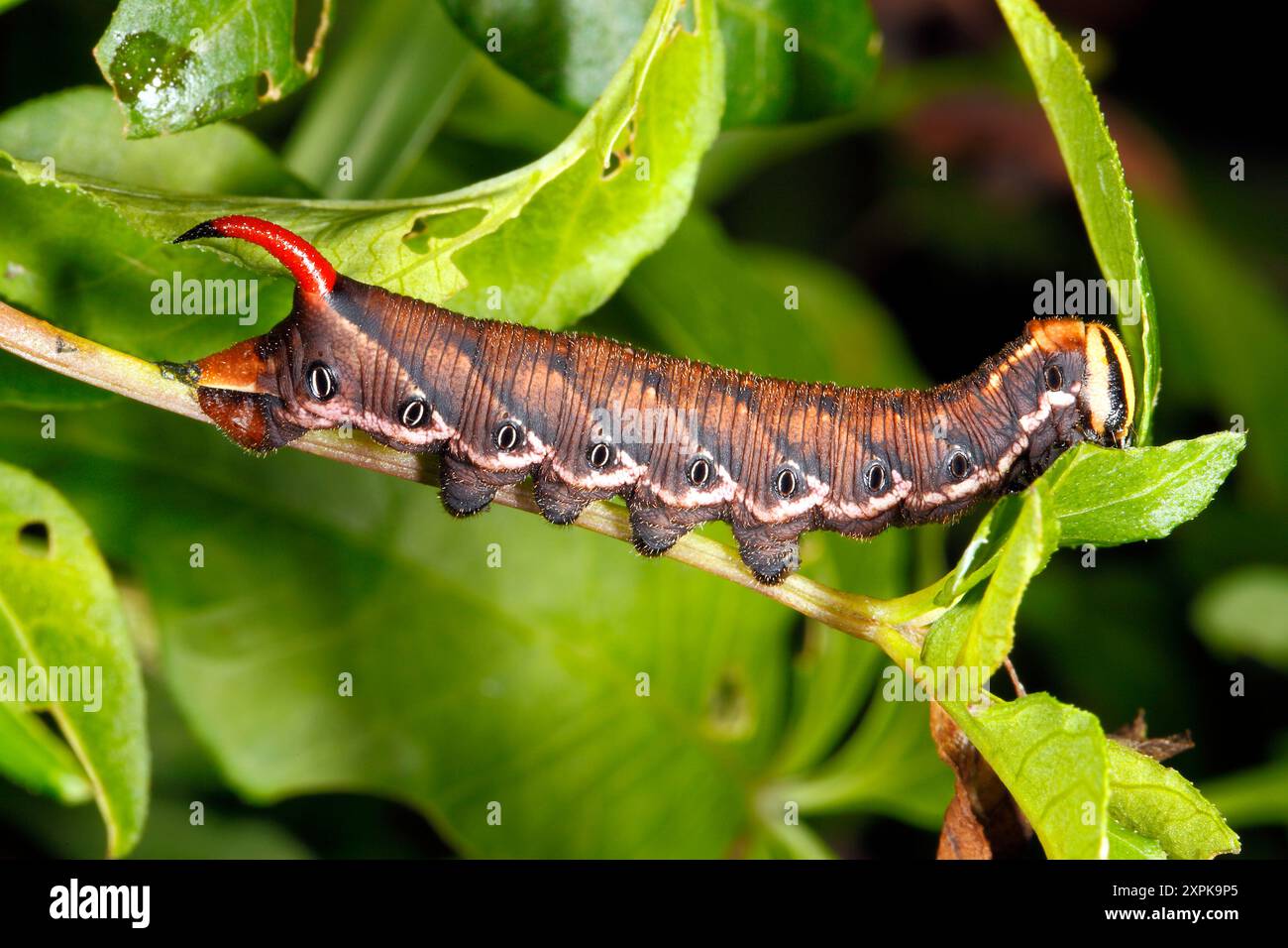 Convolvulus Hawk Moth caterpillar, Agrius convolvuli. Coffs Harbour, New South Wales, Australia Foto Stock