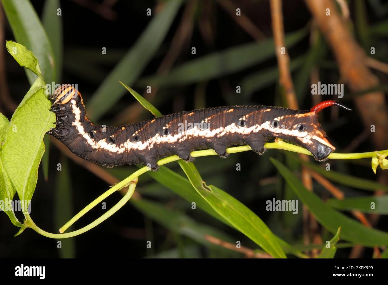 Convolvulus Hawk Moth caterpillar, Agrius convolvuli. Coffs Harbour, New South Wales, Australia Foto Stock