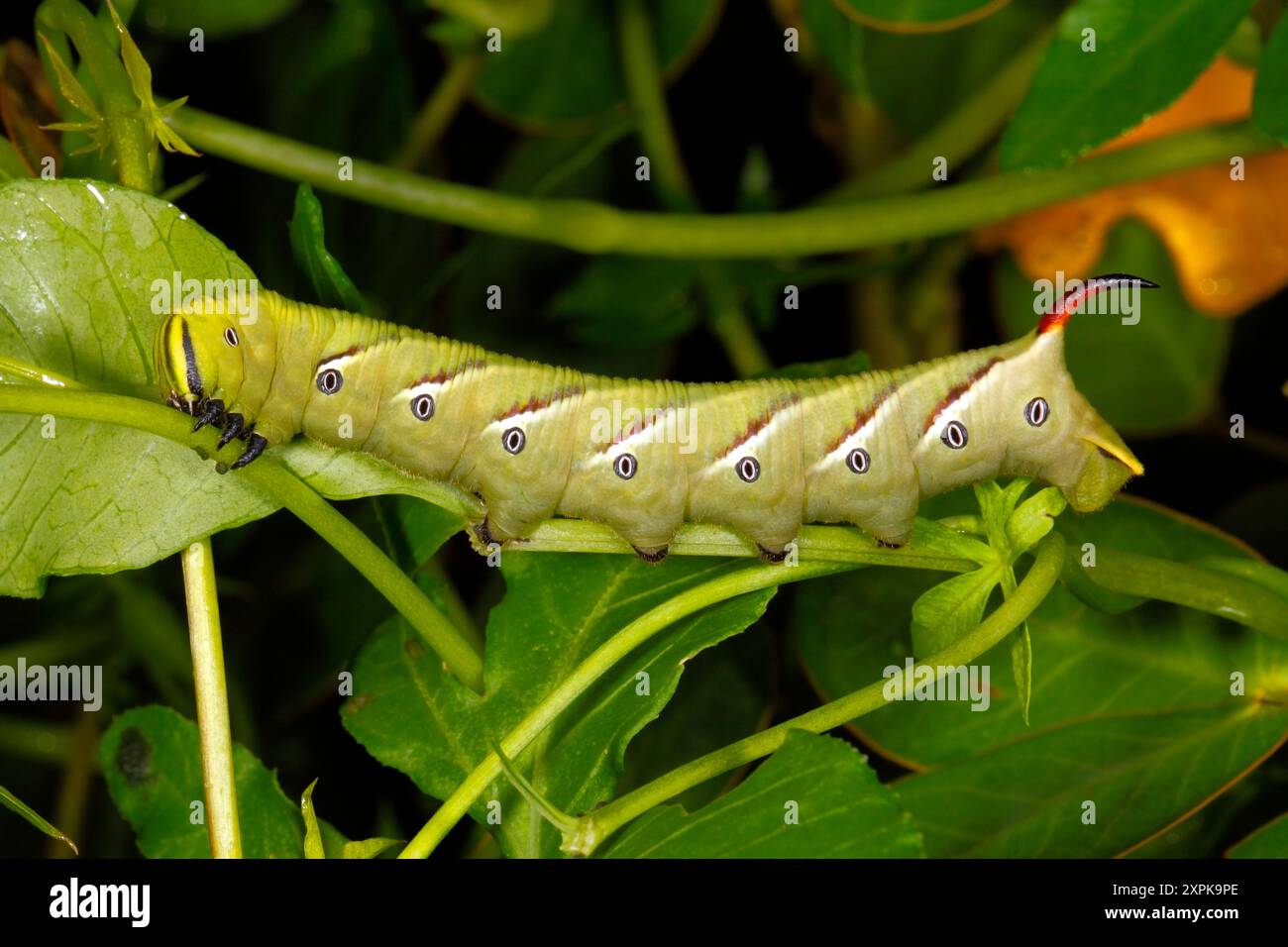 Convolvulus Hawk Moth caterpillar, Agrius convolvuli. Coffs Harbour, New South Wales, Australia Foto Stock