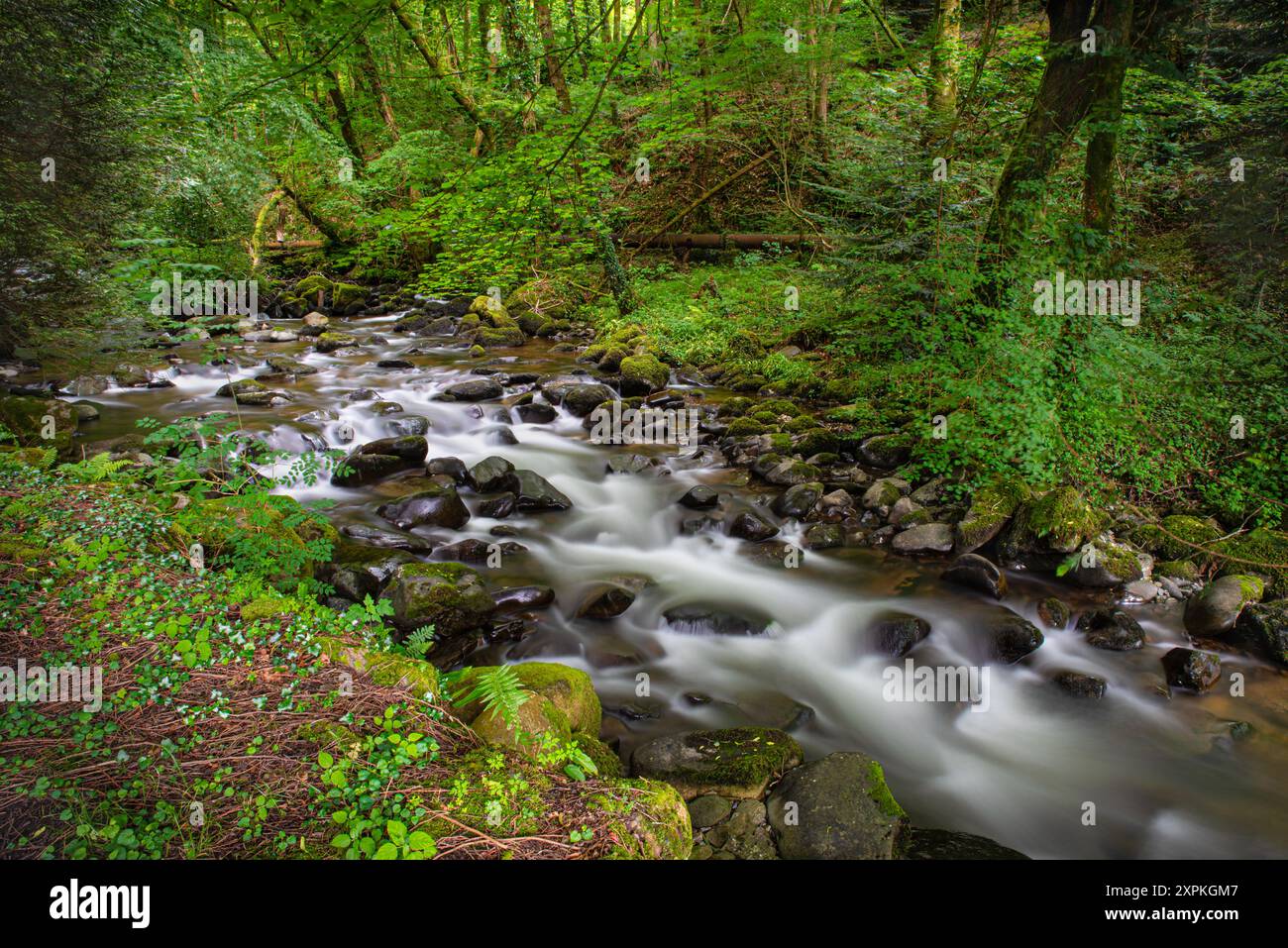 Flusso d'acqua dolce di un ruscello di foresta di montagna. Natura verde e paesaggio tranquillo sul fiume. Paesaggio naturale. Snowdonia National Park, Galles Foto Stock