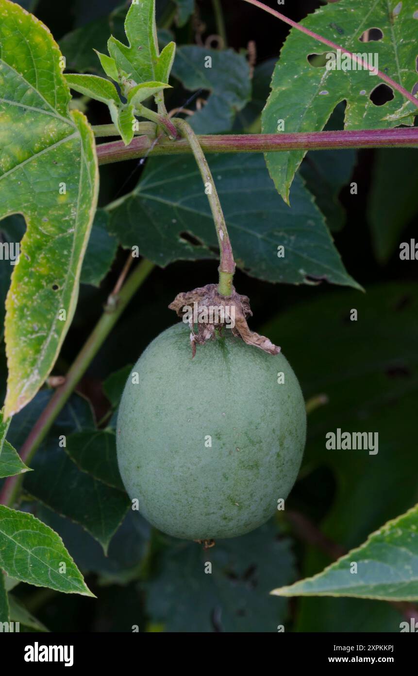 Viola Passionflower, Passiflora incarnata, frutta Foto Stock