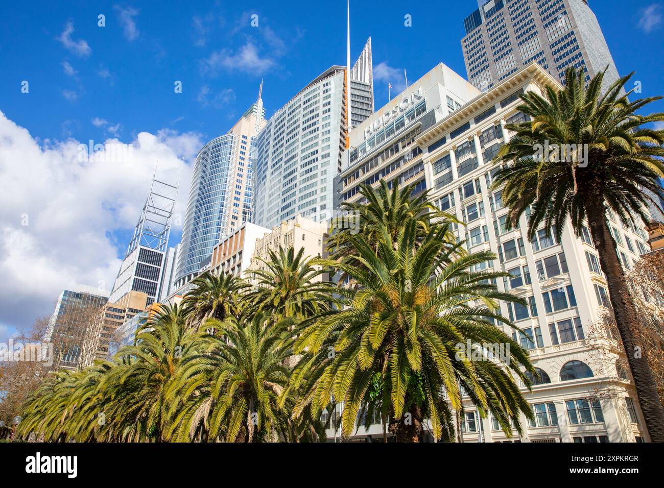 Centro di Sydney, palme e grattacieli di uffici lungo Macquarie Street con Deutsche Bank Place e Chifley Tower, Sydney CBD, Australia Foto Stock