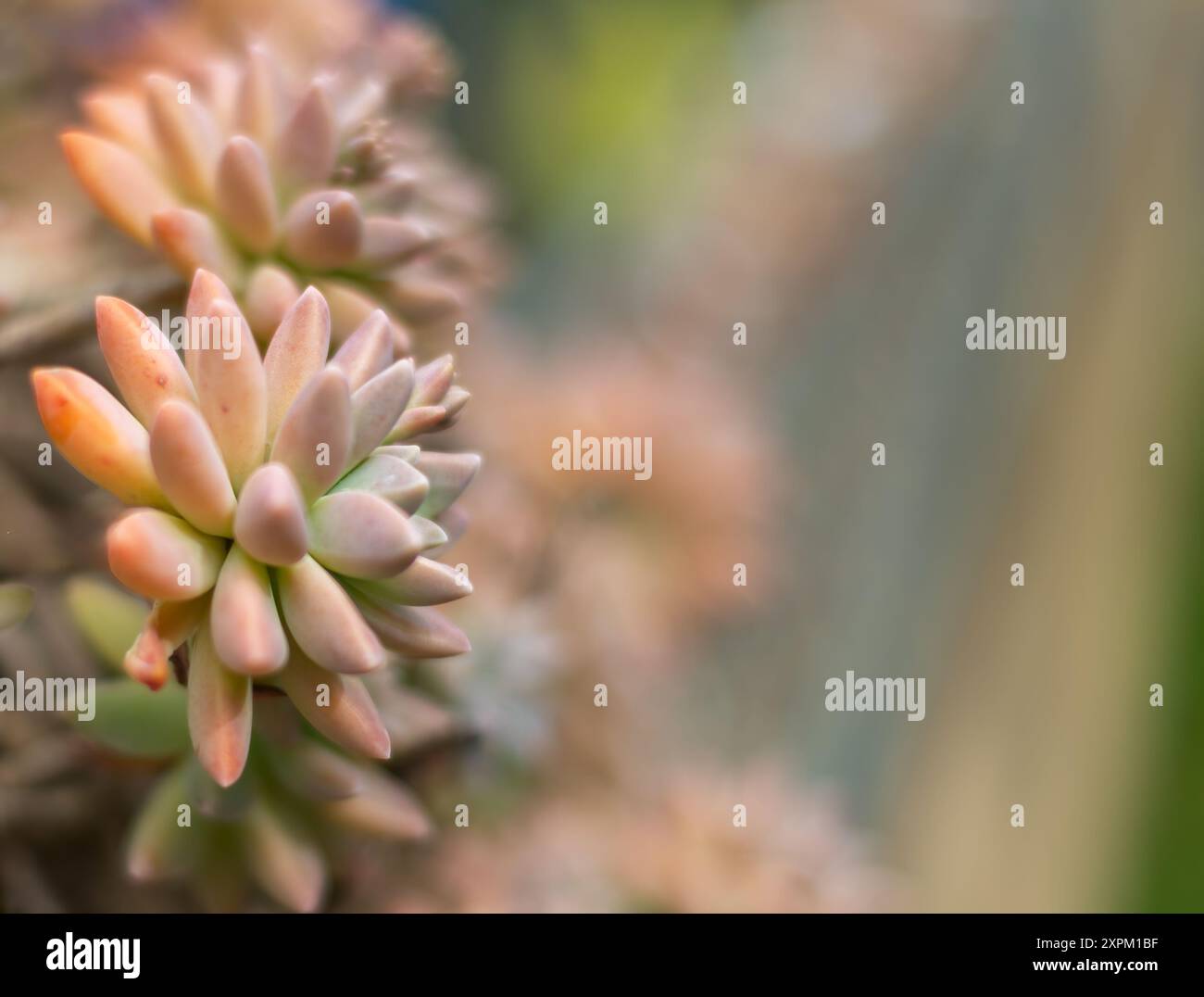 pianta succulenta color pastello con sfondo sfocato e messa a fuoco morbida con spazio per testo, biglietto da visita, biglietto da visita astratto, Foto Stock