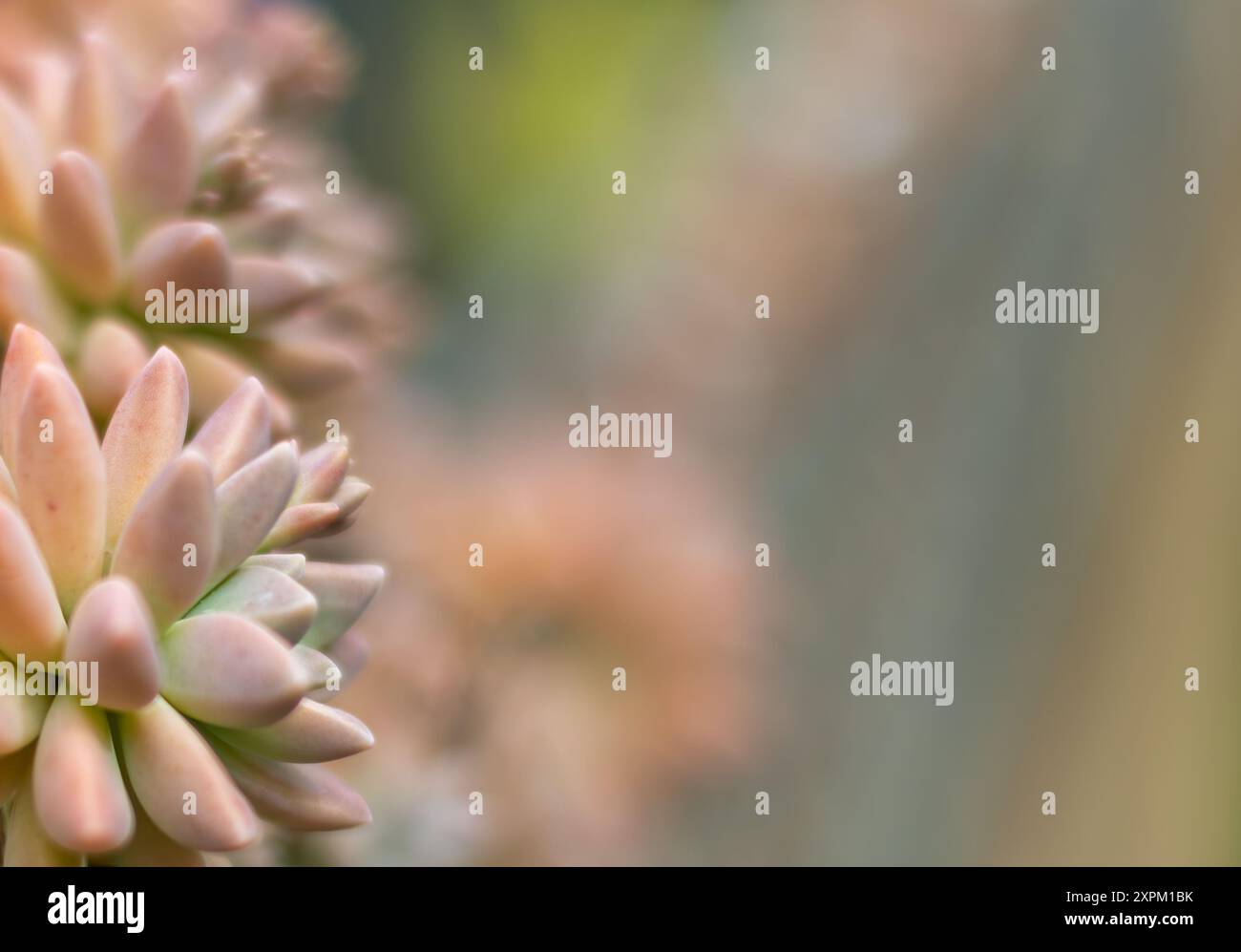 Piante succulente design floreale morbida scheda decorativa con messa a fuoco selezionata e spazio per il testo. Foto Stock