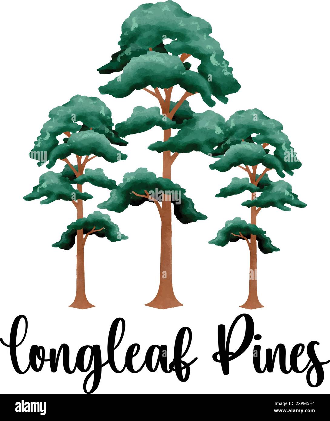 Illustrazione di pini a foglia lunga color acquerello, pini a foglia lunga verdi Illustrazione Vettoriale