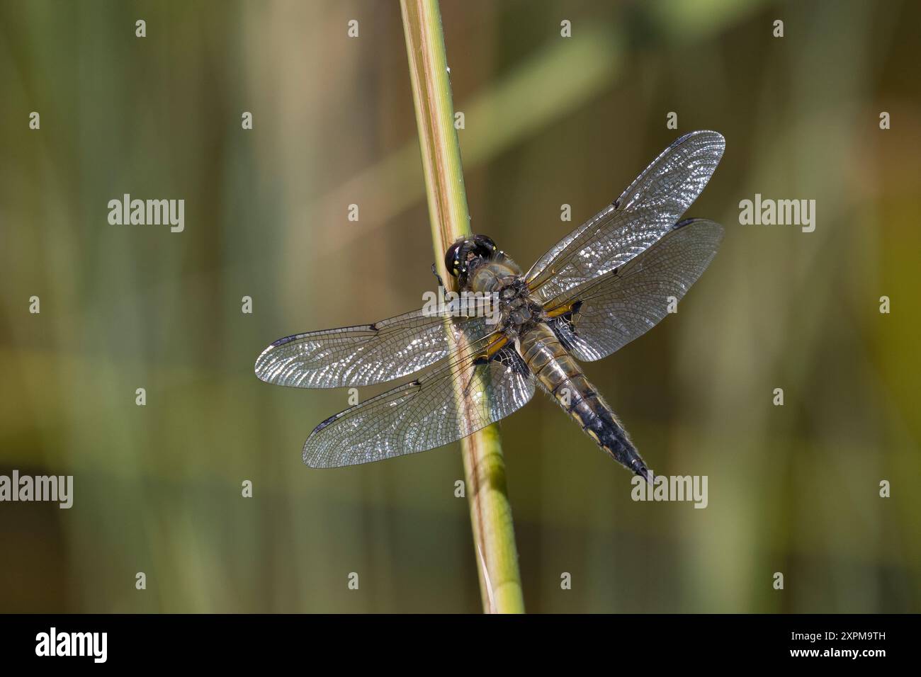 Vierfleck-libelle, Vierfleck, Libellula quadrimaculata, Libellula a quattro macchie, la Libellule à quatre taches Foto Stock