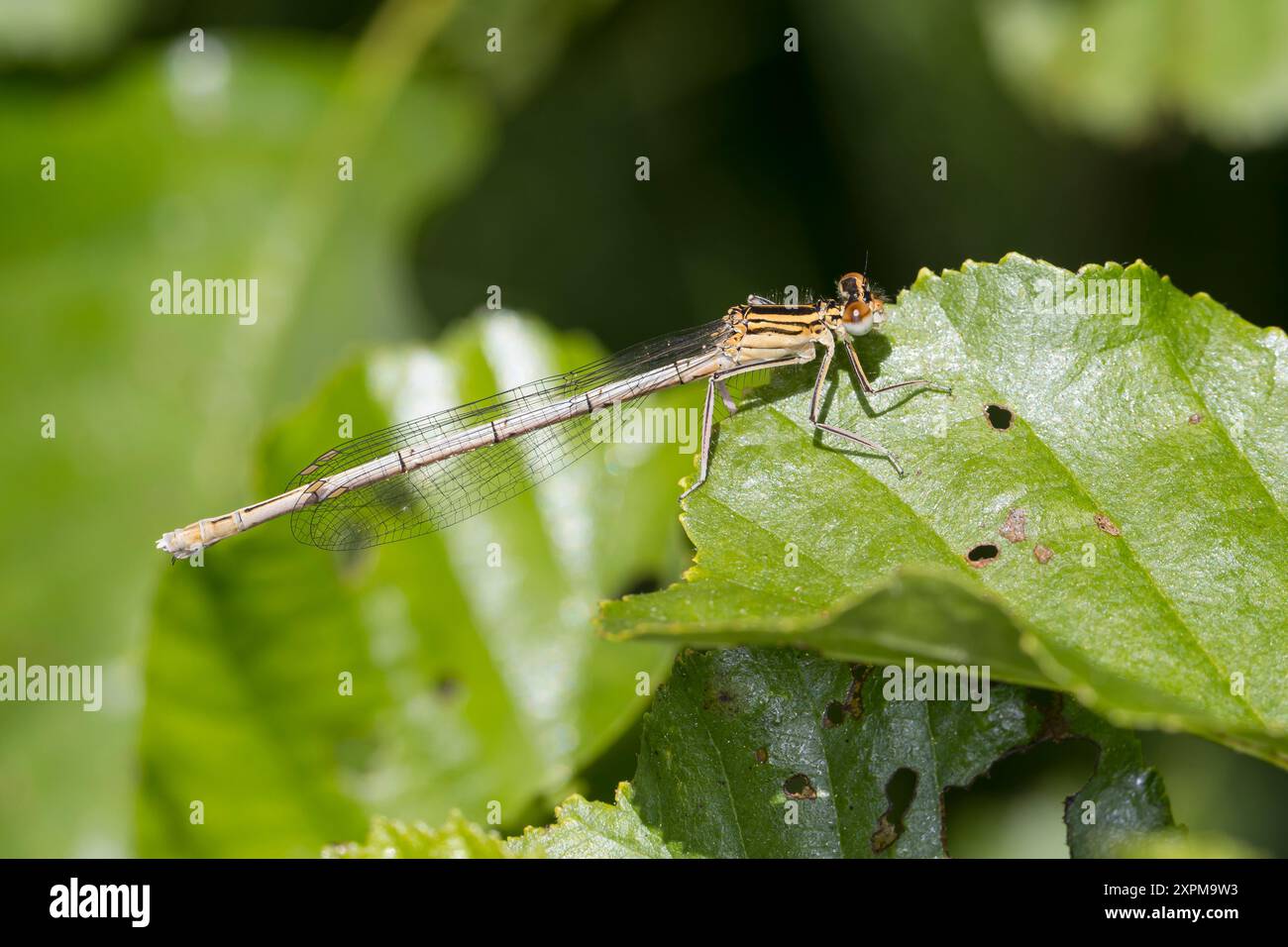 Blaue Federlibelle, Gemeine Federlibelle, Federlibelle, Weibchen, Platycnemis pennipes, damigella dalle gambe bianche, gamba di piume blu, femmina, le Pennipatte Foto Stock
