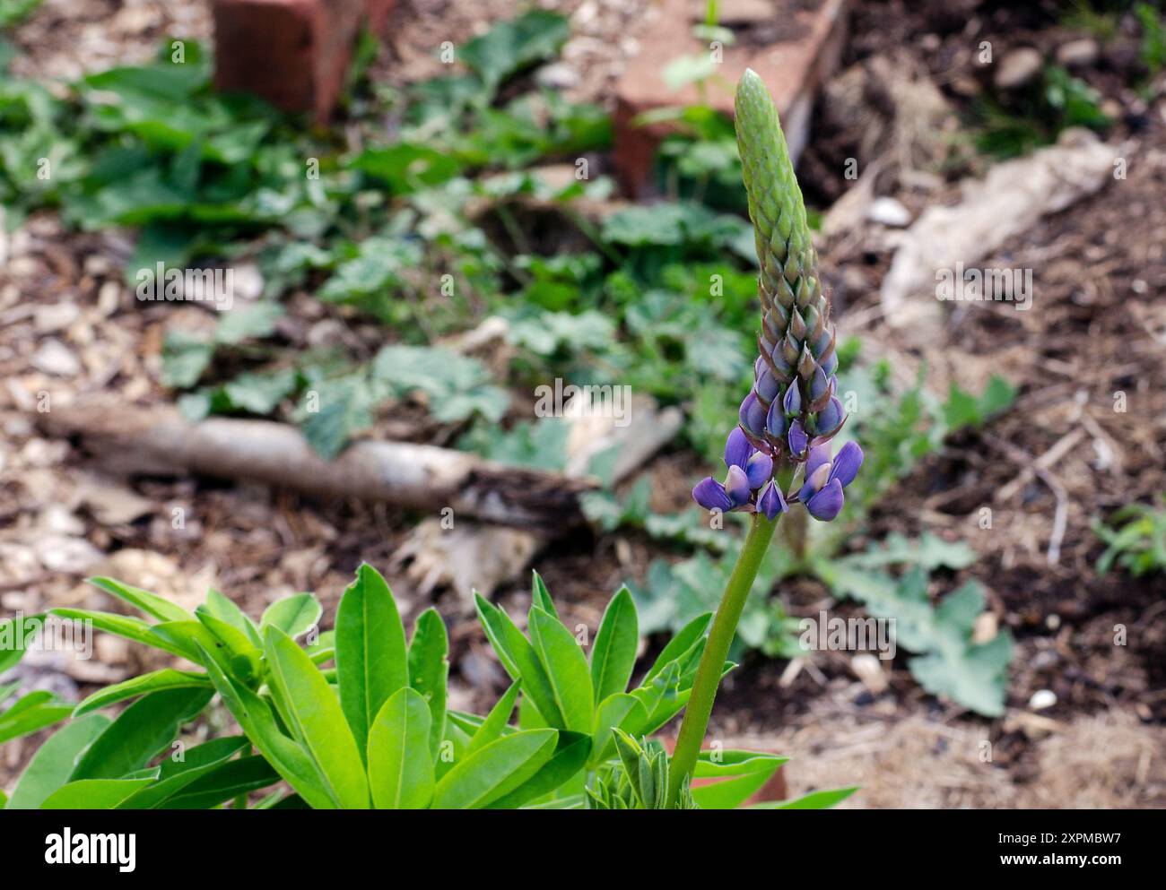 Una pianta di lupino inizia a fiorire in un giardino urbano Foto Stock