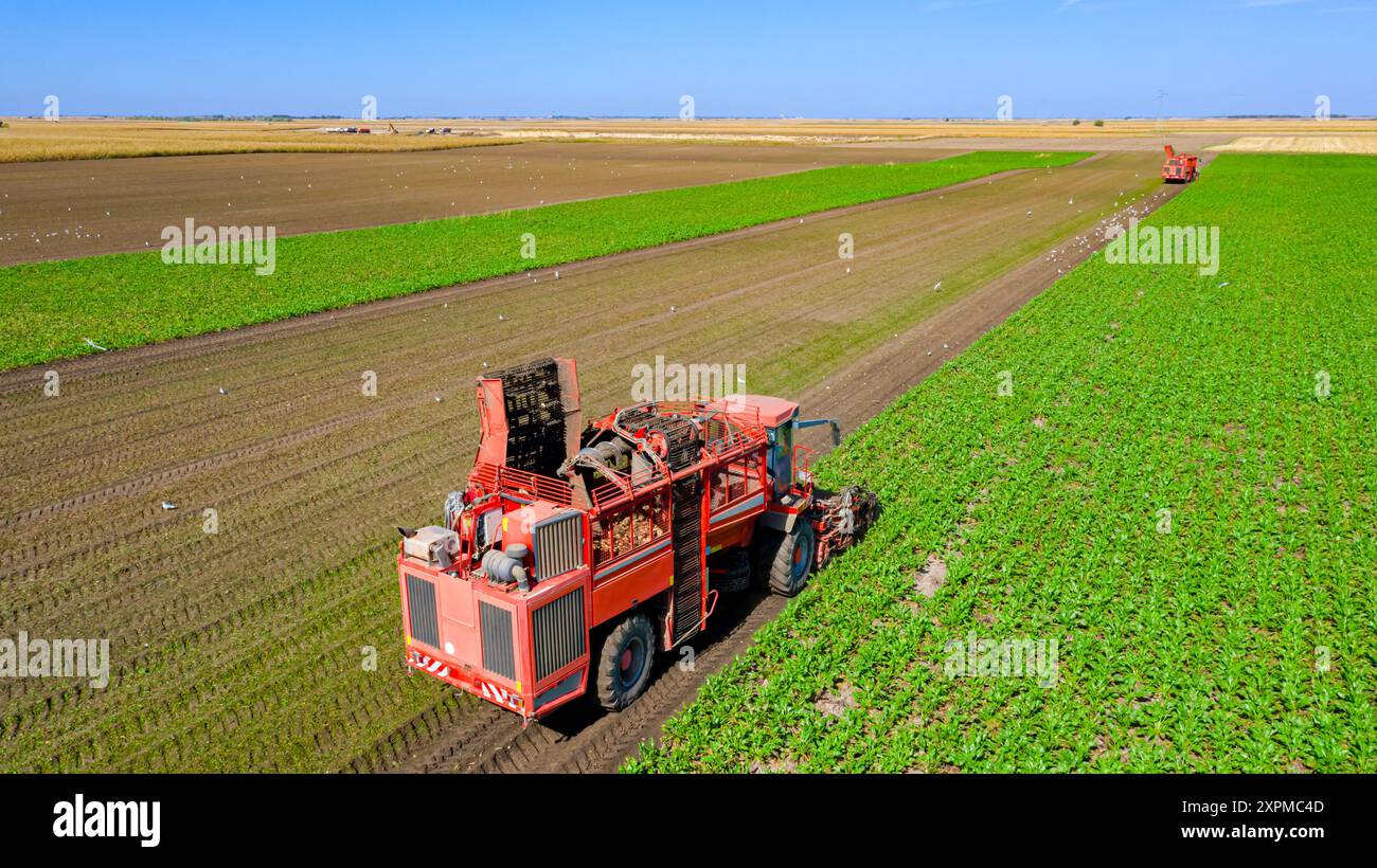 Vista dall'alto su due macchine agricole, le raccoglitrici come il taglio e la raccolta di radici mature di barbabietola da zucchero in campo agricolo, lavoro di squadra. Foto Stock