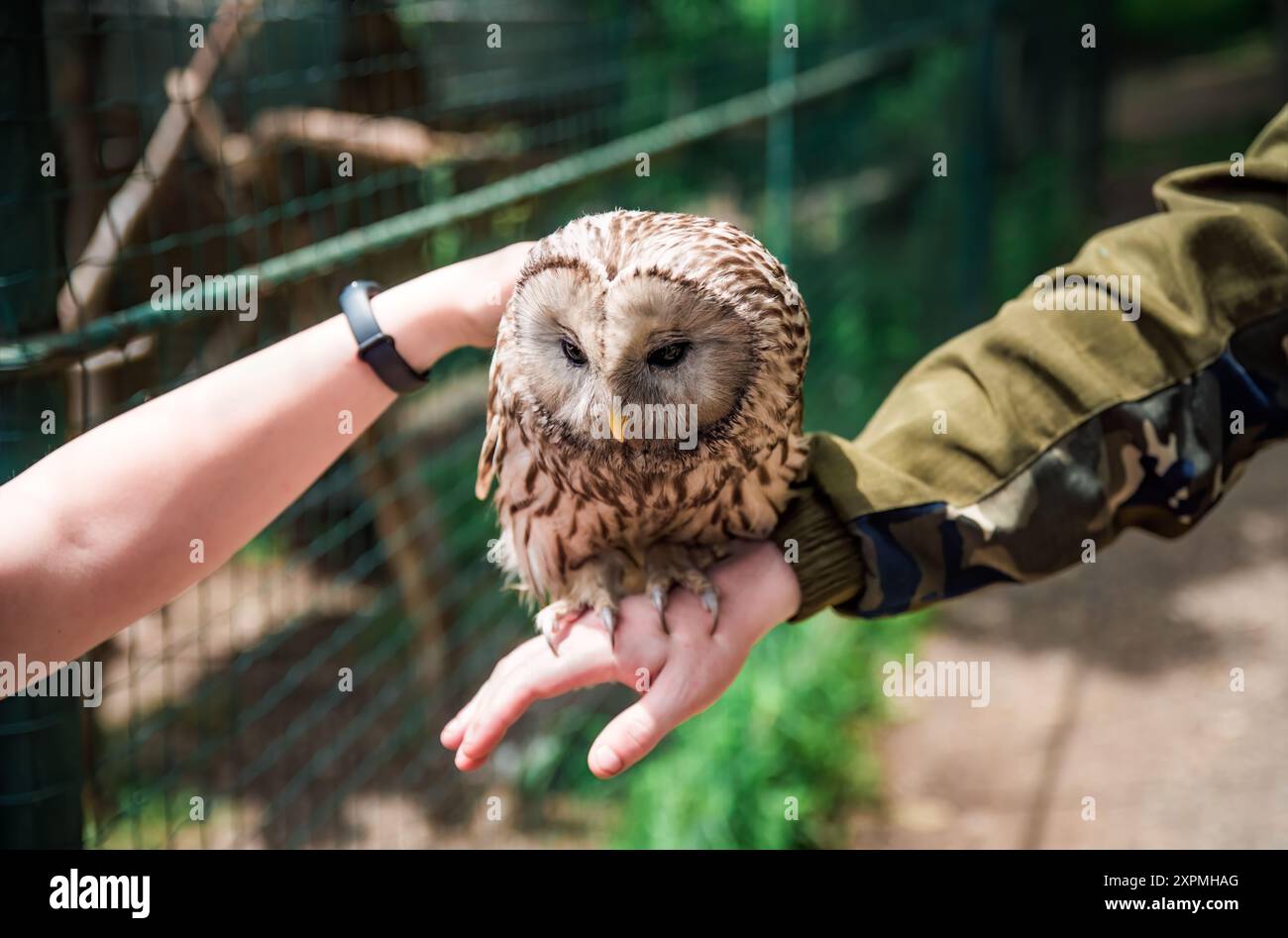 Persona che tiene sotto braccio il gufo di Urale (Strix uralensis) per assistere alla giornata mondiale degli animali Foto Stock