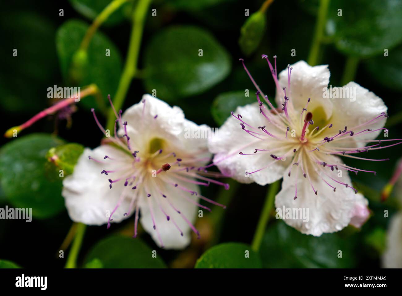 Capperi (Capparis spinosa), capperi di fiori e boccioli su un ramo verde, Roccantica, Lazio, Italia Foto Stock