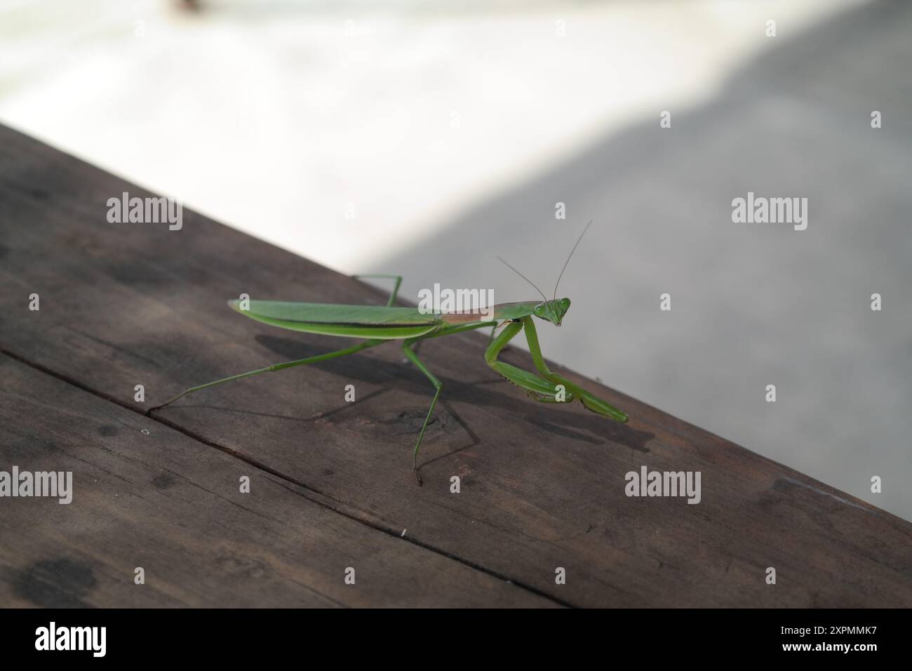 Mantiere su un pavimento in legno nel giardino Foto Stock