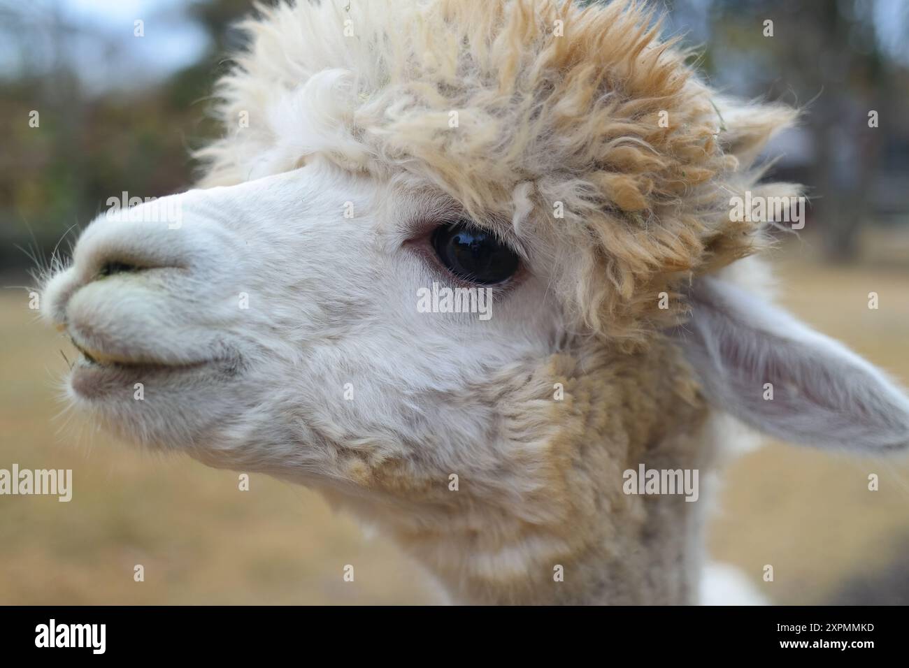Primo piano della testa di alpaca. Ritratto di Alpaca. Foto Stock