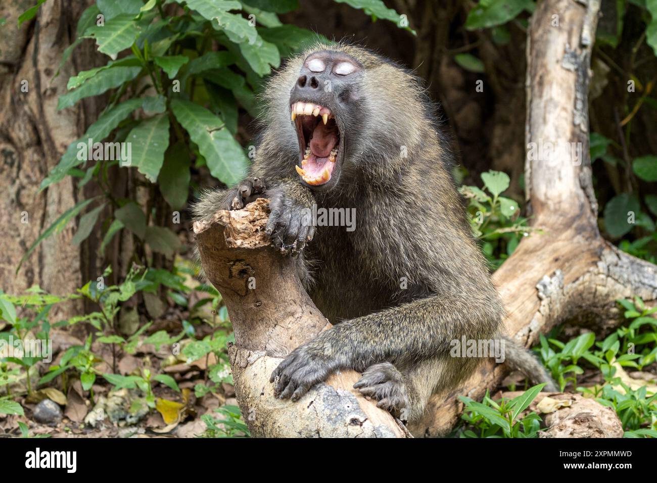 Olive Baboon, maschio sonnolento, alias Anubis Baboon, Papio anubis, Parco Nazionale di Manyara, Tanzania Foto Stock