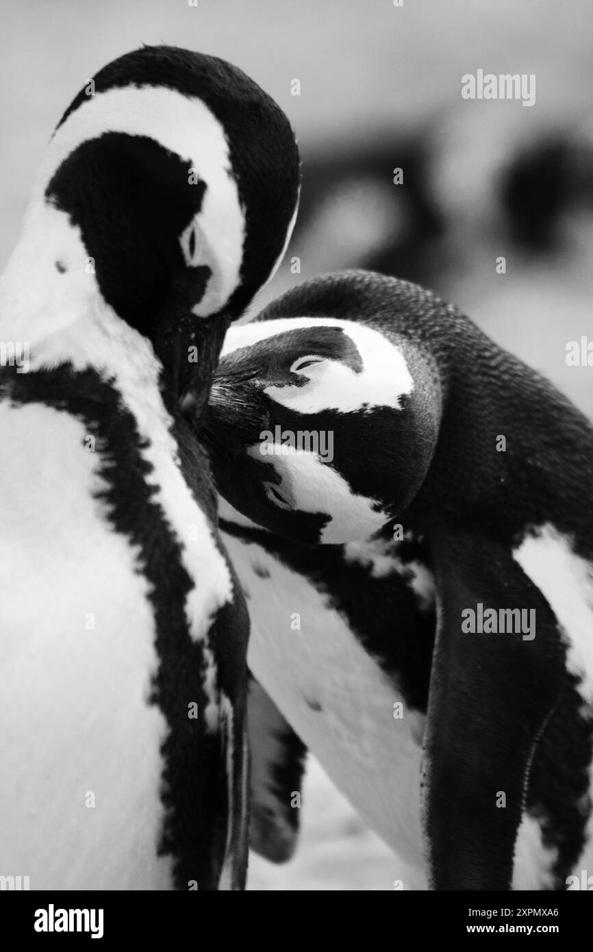 Pinguino africano, bianco e nero Foto Stock