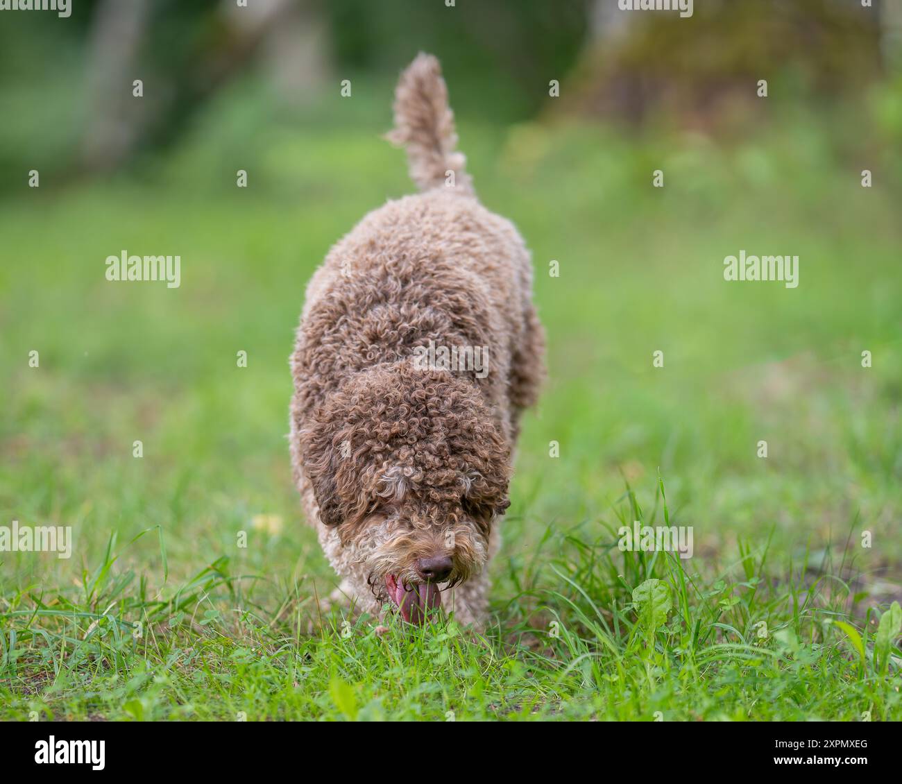 Lagotto Romagnolo tartufo. Ritratto di un lagotto romagnolo marrone all'aperto. Foto Stock