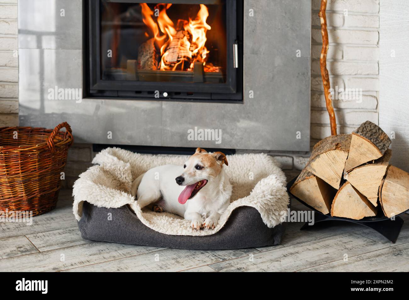 Il cane Happy Jack Russell Terrier giace su un tappeto accanto a un caminetto ardente. Concetto Hygge Foto Stock