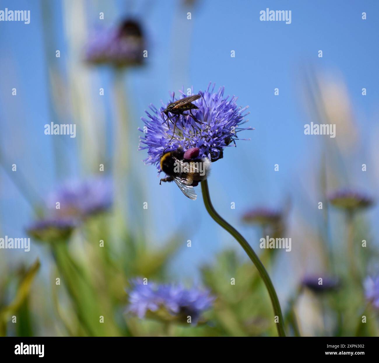 Insetti che si nutrono di pecore, un po' scabiose Foto Stock