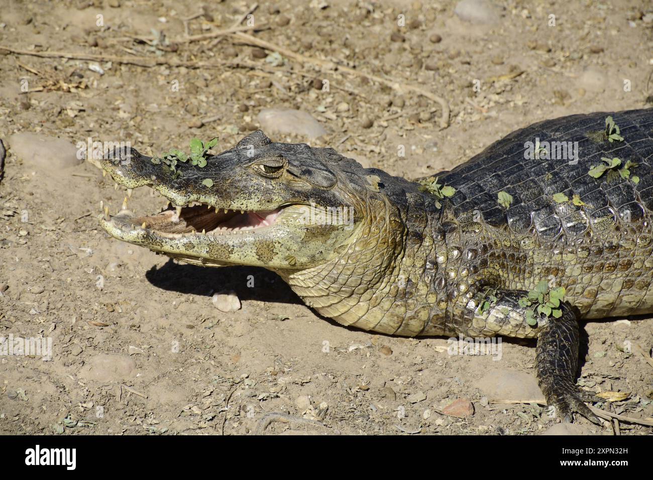 Alligatore che si gode il sole sulla strada Transpantaneira, Pantanal del Mato grosso, Brasile Foto Stock