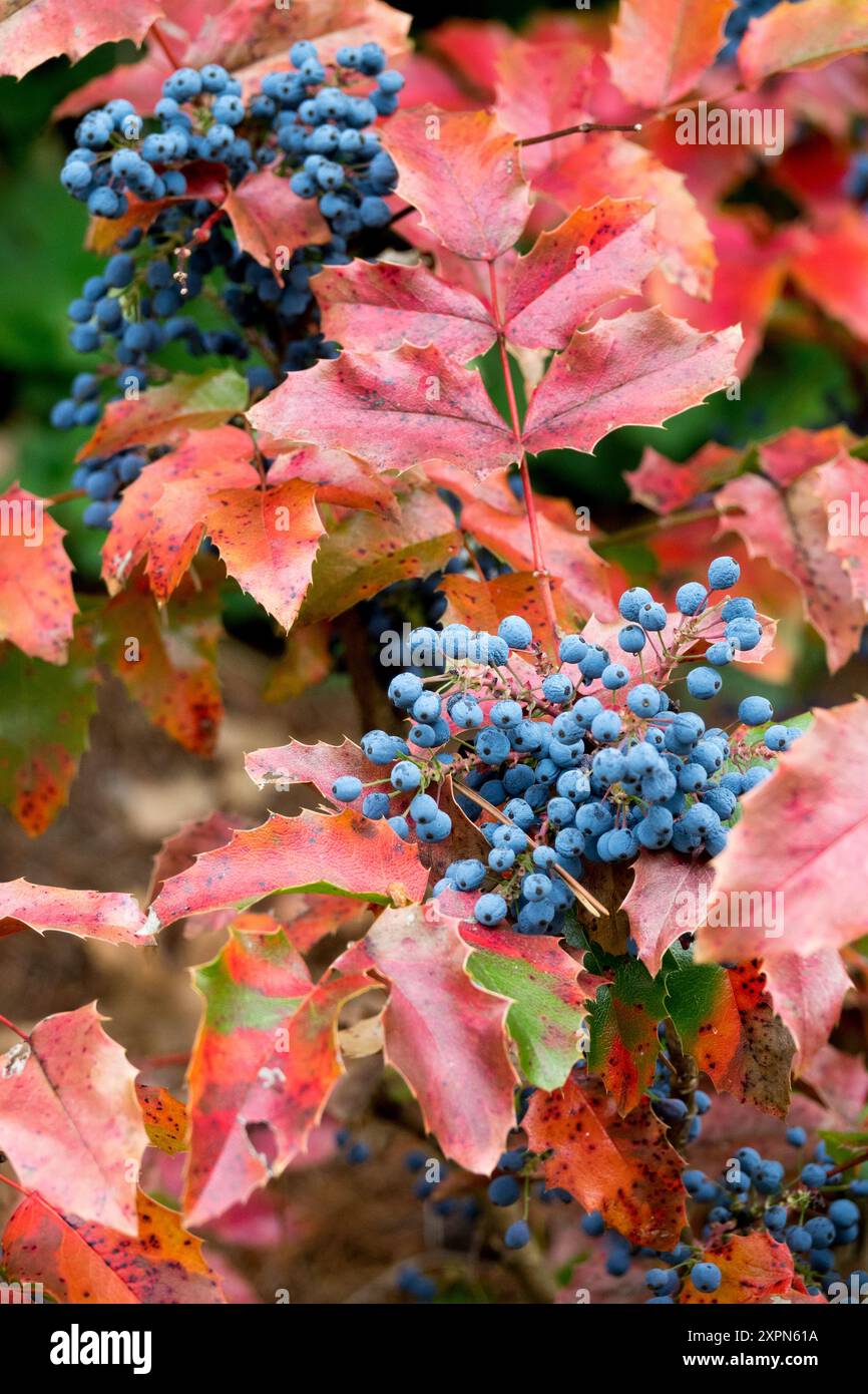 Barberry con foglie rosse e frutti di maturazione blu Mahonia aquifolium pianta arbustiva Mahonia che mostra colori Foto Stock