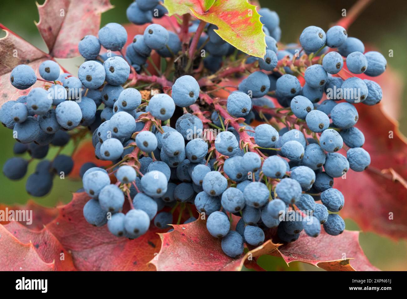 Blue Berries Mahonia aquifolium Oregon Grape Mahonia beriies Foto Stock