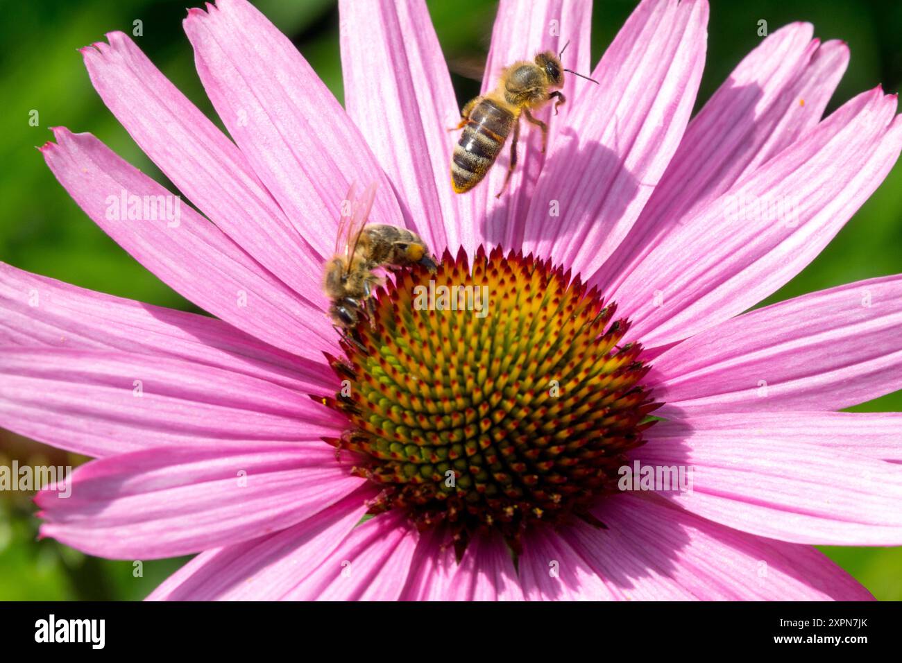 European Honey Bee Flying Apis mellifera Honeybee sulle api di fiori di rosa Coneflower che lavorano Foto Stock