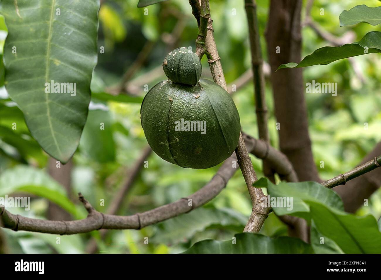 Mango selvaggio, passeggiata sul monte Manyara, Parco Nazionale di Manyara, Tanzania Foto Stock