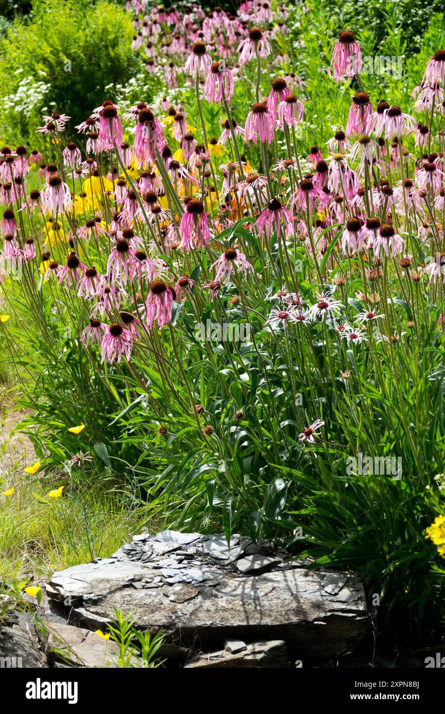 Hardy, pale Purple Coneflower Echinacea pallida, che cresce nel prato, con pietra Foto Stock