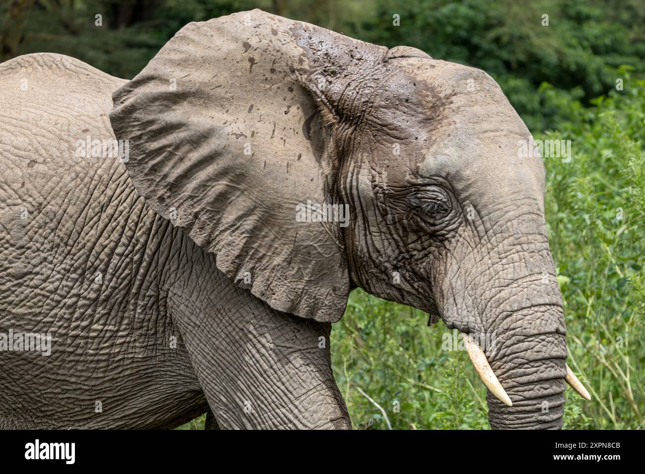 Giovane elefante toro, passeggiata, Parco Nazionale di Manyara, Tanzania Foto Stock