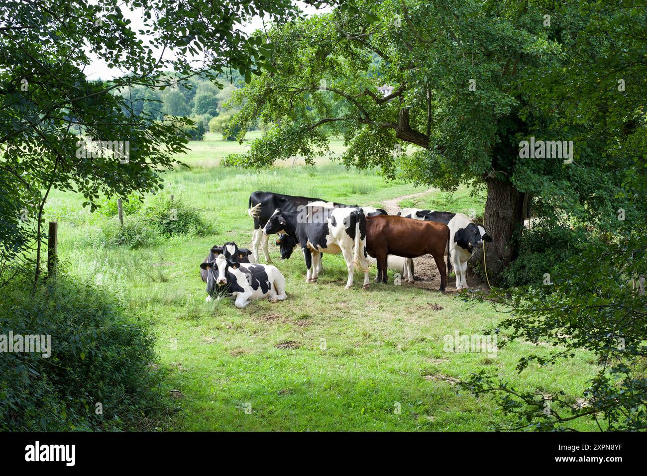 Un gruppo di mucche in un campo in una giornata estiva di sole. Holstein, mucche frisone Foto Stock