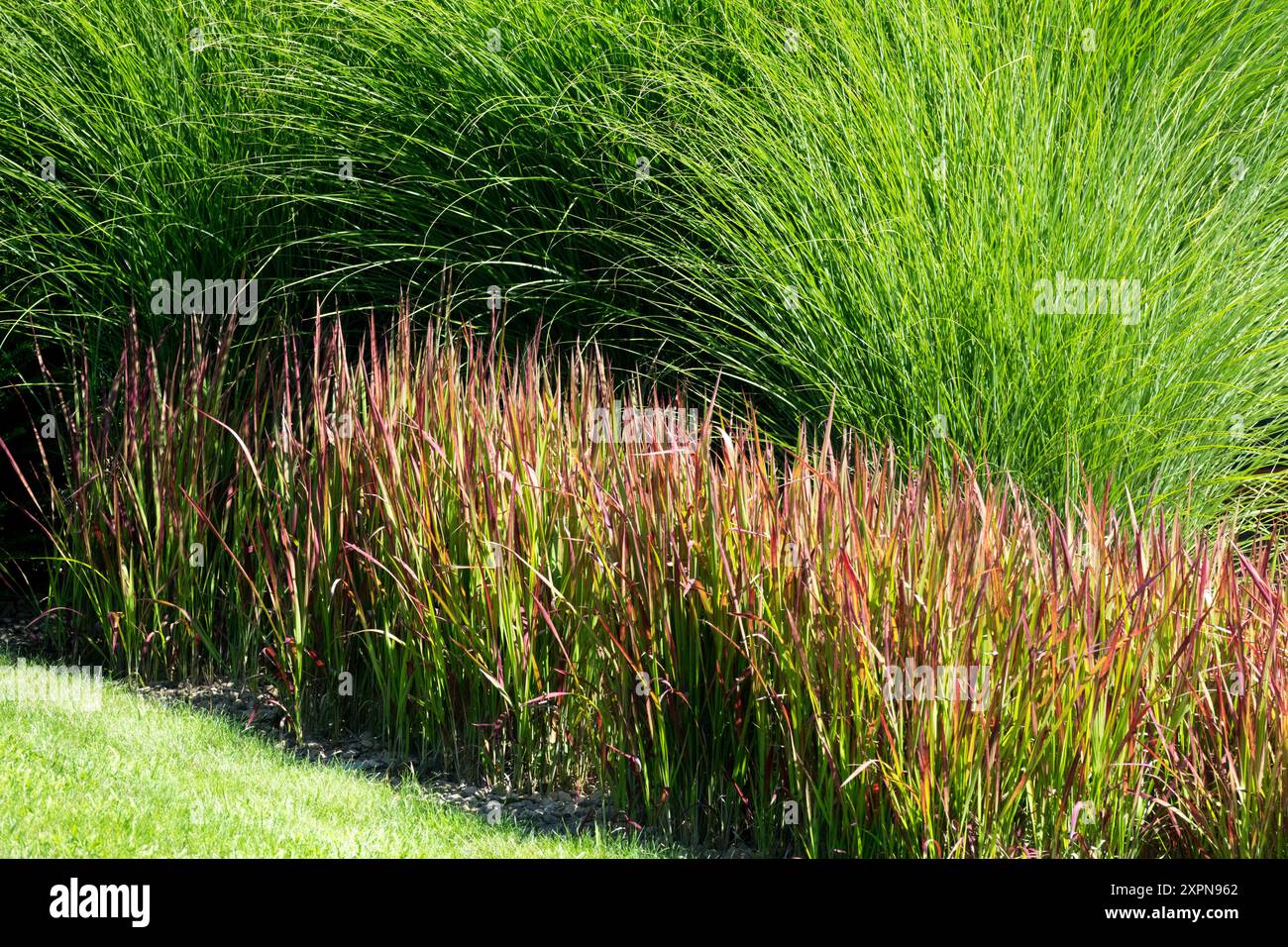 Un lussureggiante giardino caratterizzato da alte erbe verdi con punte rossastre e un prato ben tenuto, erba della Fanciulla Giapponese, erba cilindrica Imperata Foto Stock