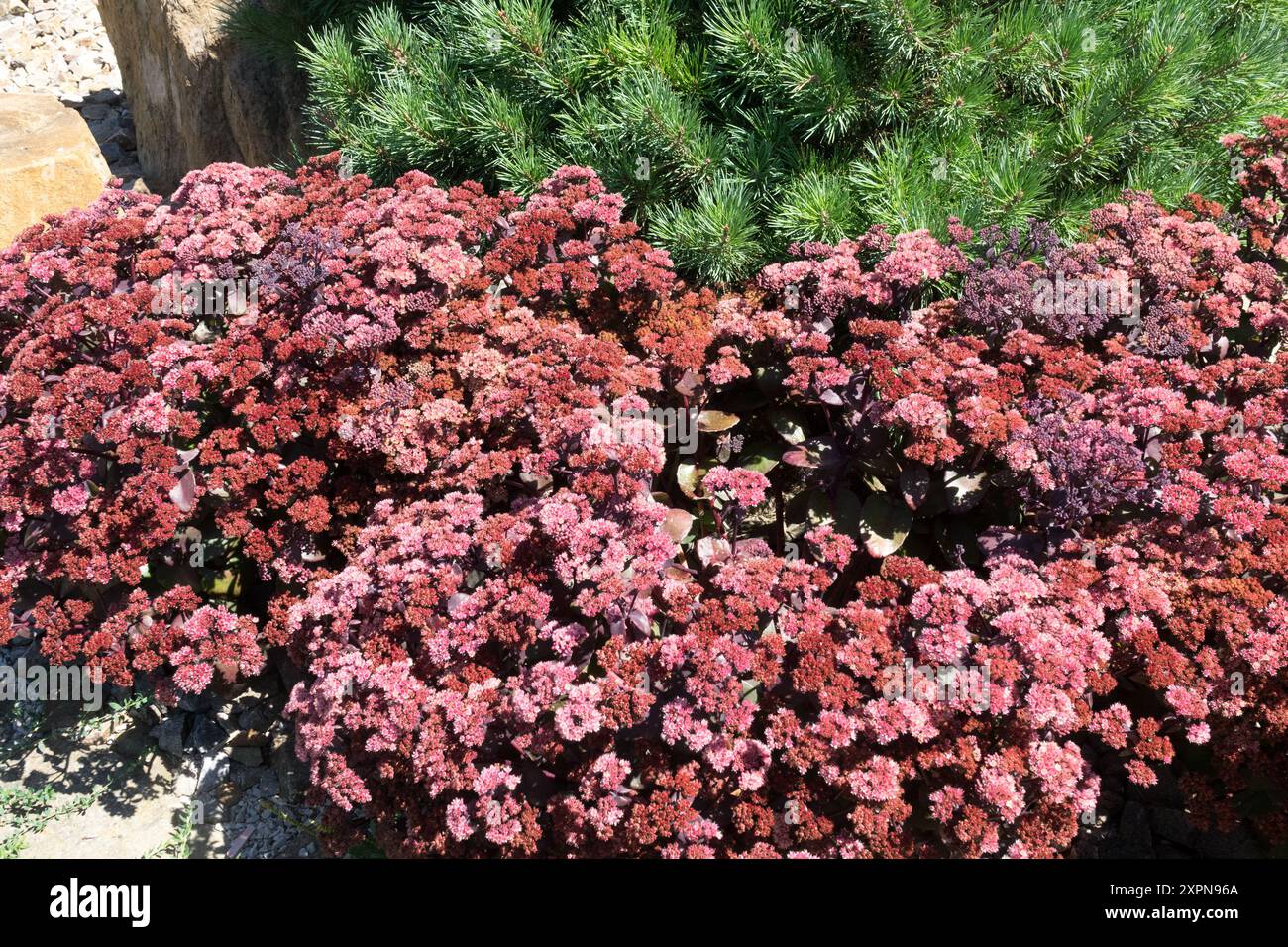 Vivaci gruppi di piante Sedum rosse e rosa in un letto da giardino con fogliame verde sullo sfondo, fotografate in una giornata di sole Foto Stock