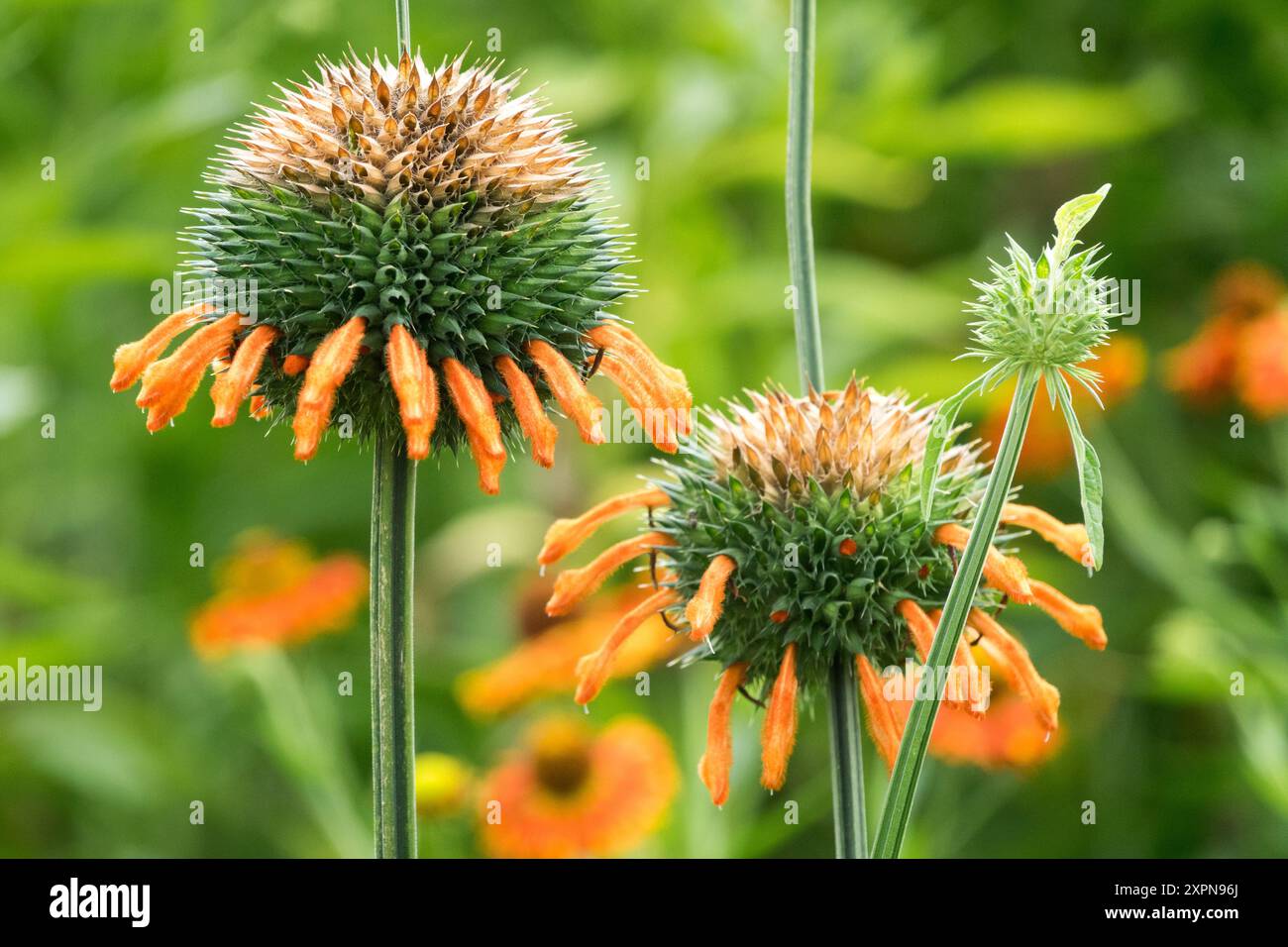 Tchimansodo Leonotis ocymifolia var. Raineriana Lion's Ear Lion's Tail Foto Stock