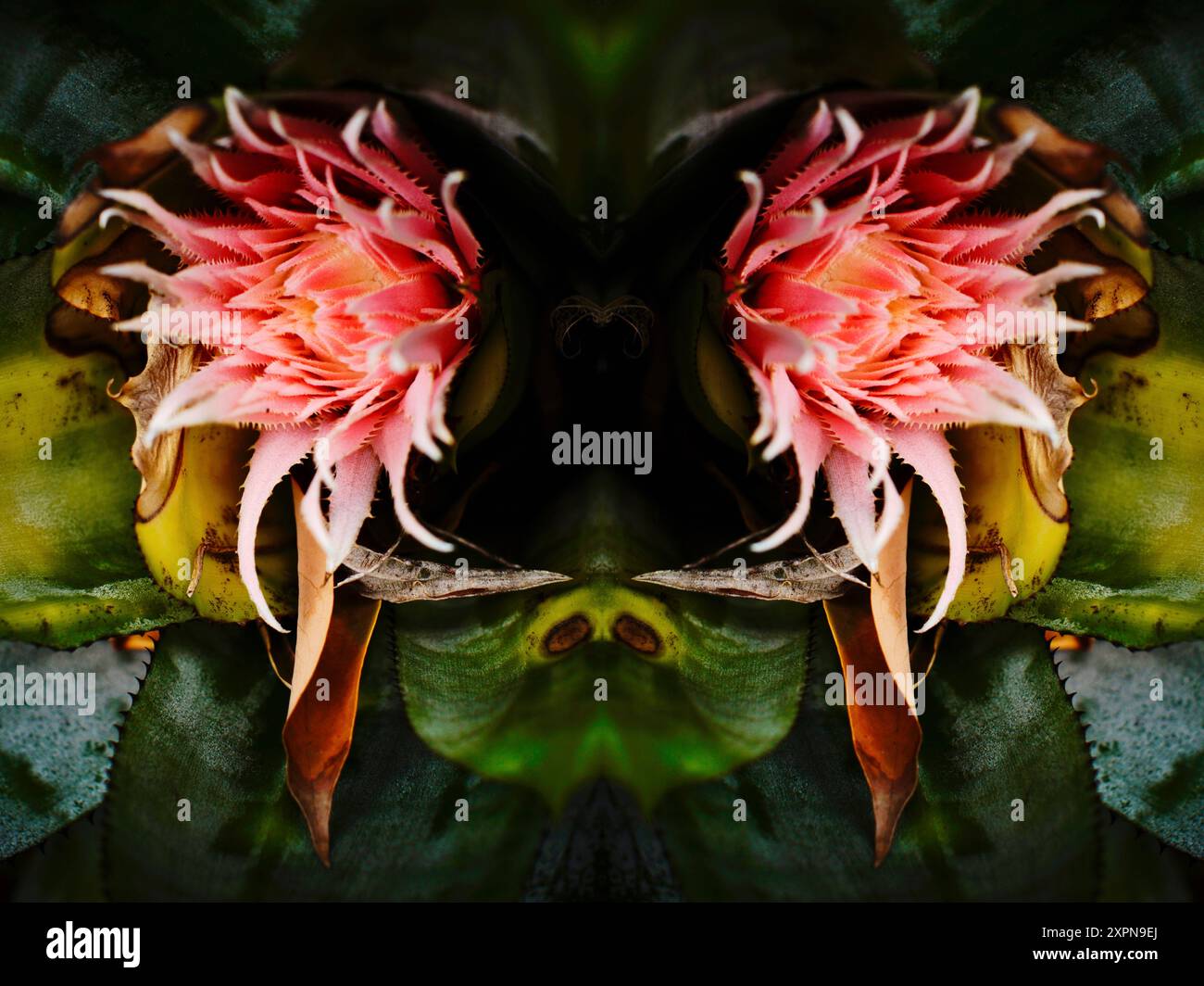 La mia personale rappresentazione del "Pachamama", la dea della terra per gli Incas, madre natura. Fatto da una foto di un fiore. Foto Stock