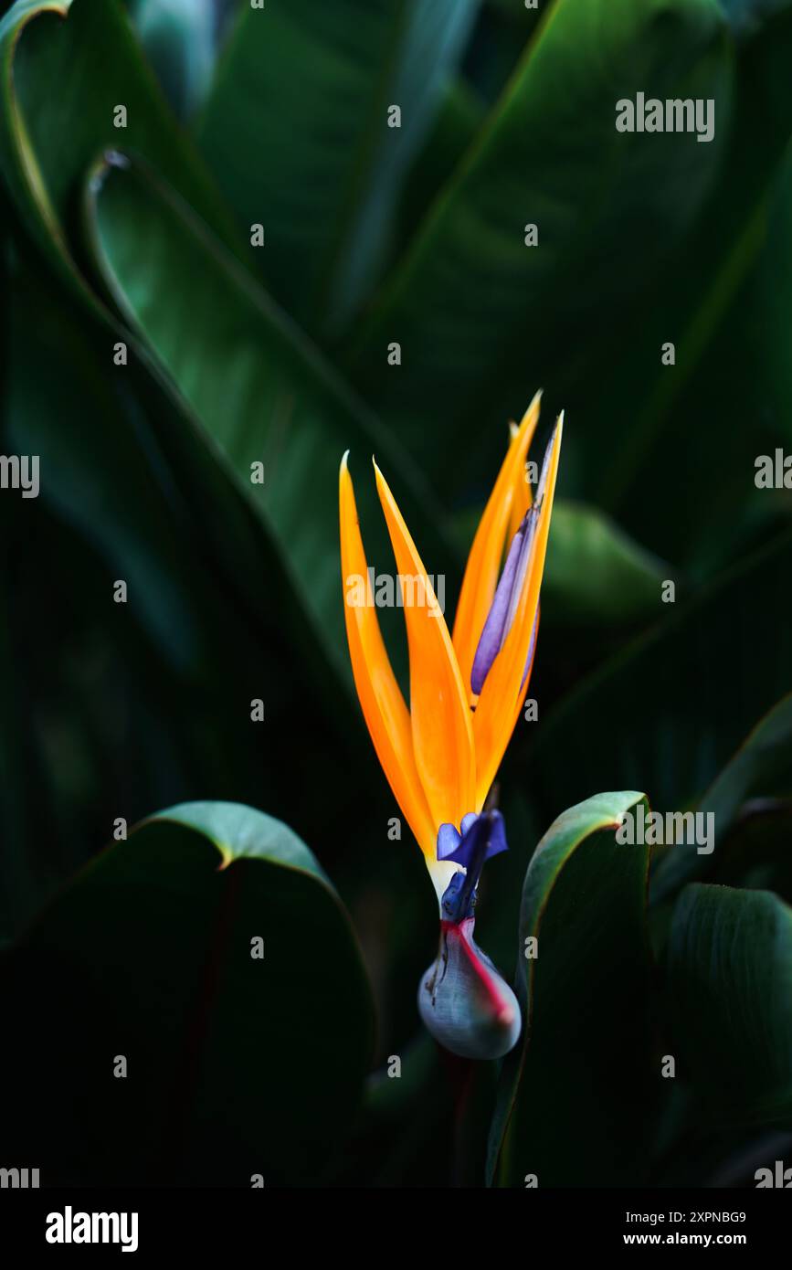 Questo fiore tropicale chiamato "uccello dal Paradiso" sembra, infatti, un uccello, vivo e vivace, orgoglioso. Foto Stock